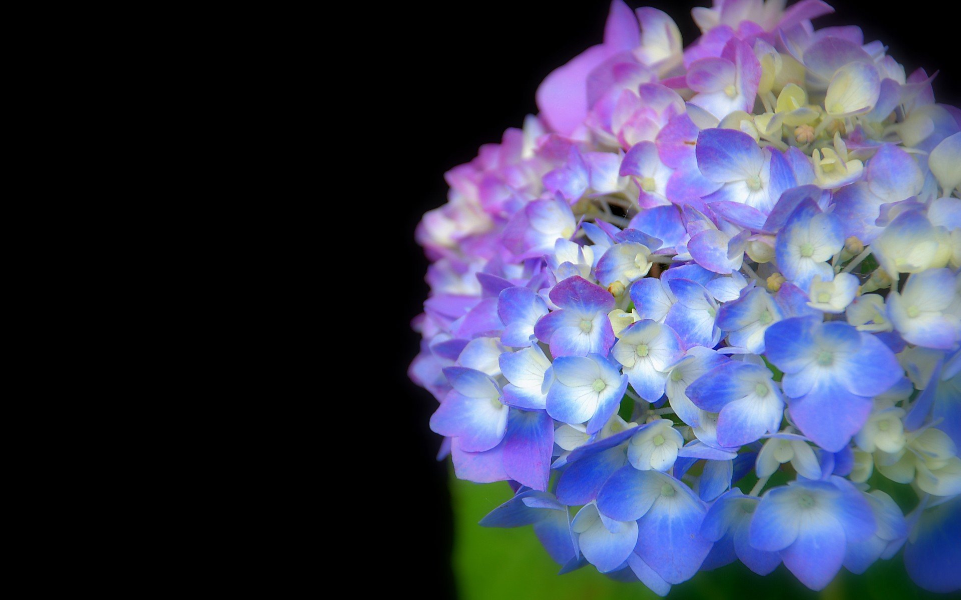 小清新,唯美,娇艳欲滴,花儿,春天,温暖,温馨一刻,清新淡雅,鸟语花香