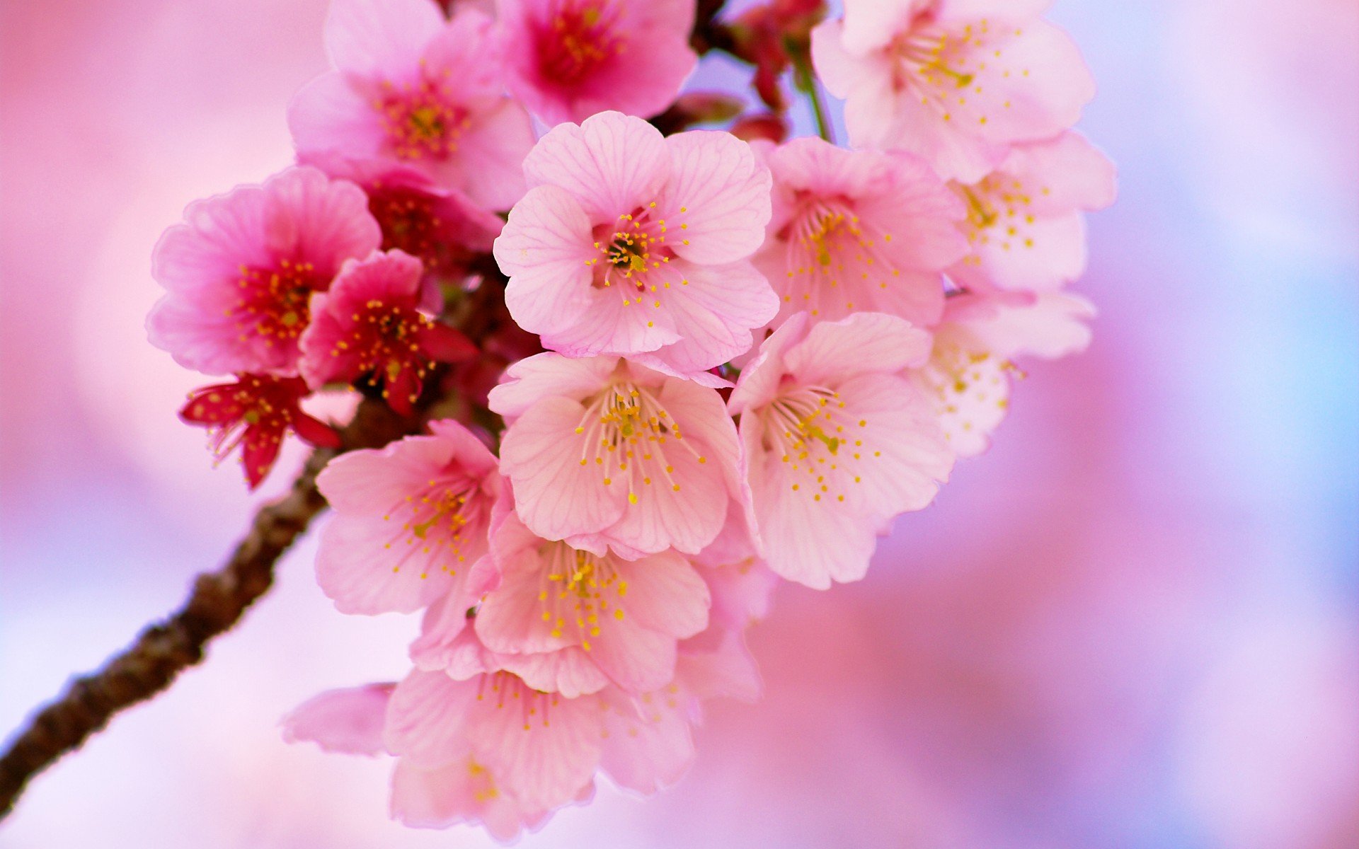 小清新,唯美,娇艳欲滴,花儿,春天,温暖,温馨一刻,清新淡雅,鸟语花香