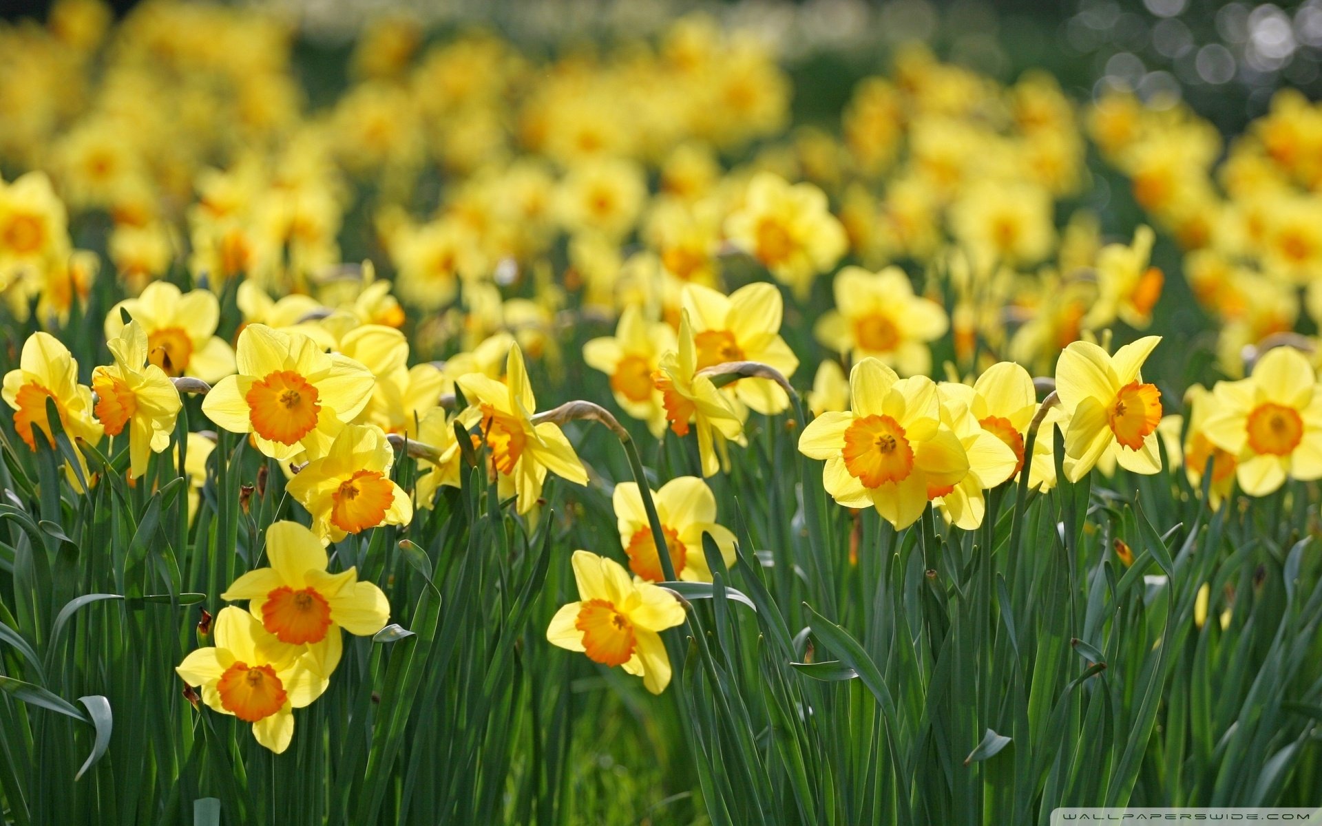 小清新,唯美,娇艳欲滴,花儿,春天,温暖,温馨一刻,清新淡雅,鸟语花香