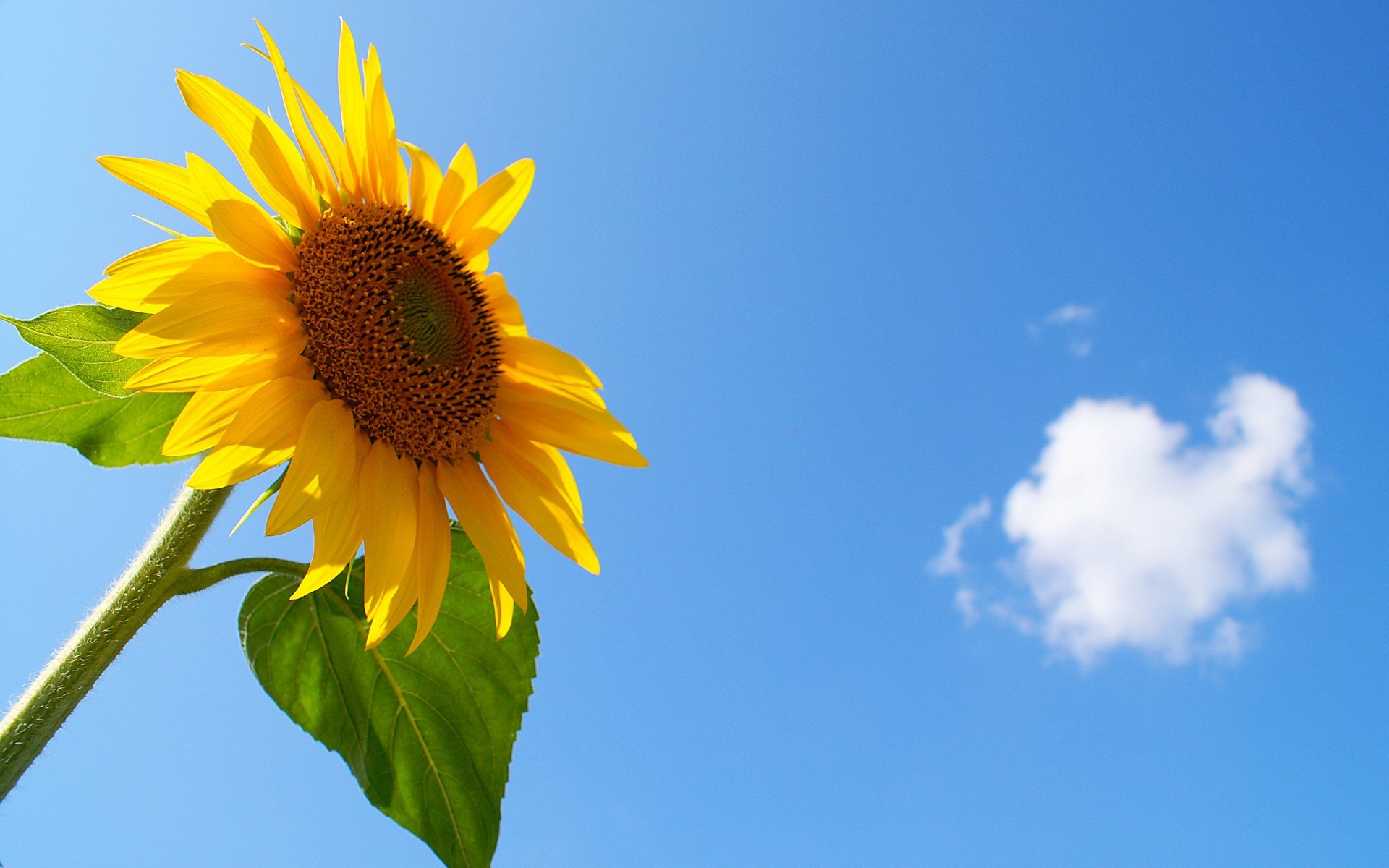 小清新,唯美,娇艳欲滴,花儿,春天,温暖,温馨一刻,清新淡雅,鸟语花香