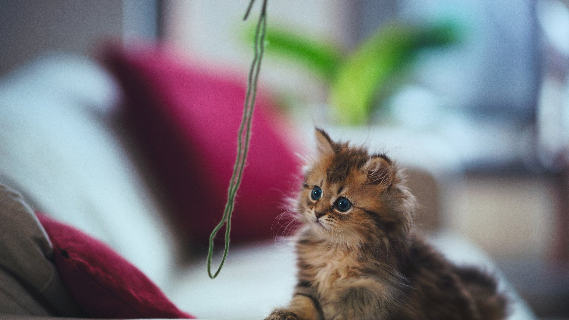 萌宠,动物,萌,可爱,宠物,古灵精怪,卖萌图,猫,喵星人