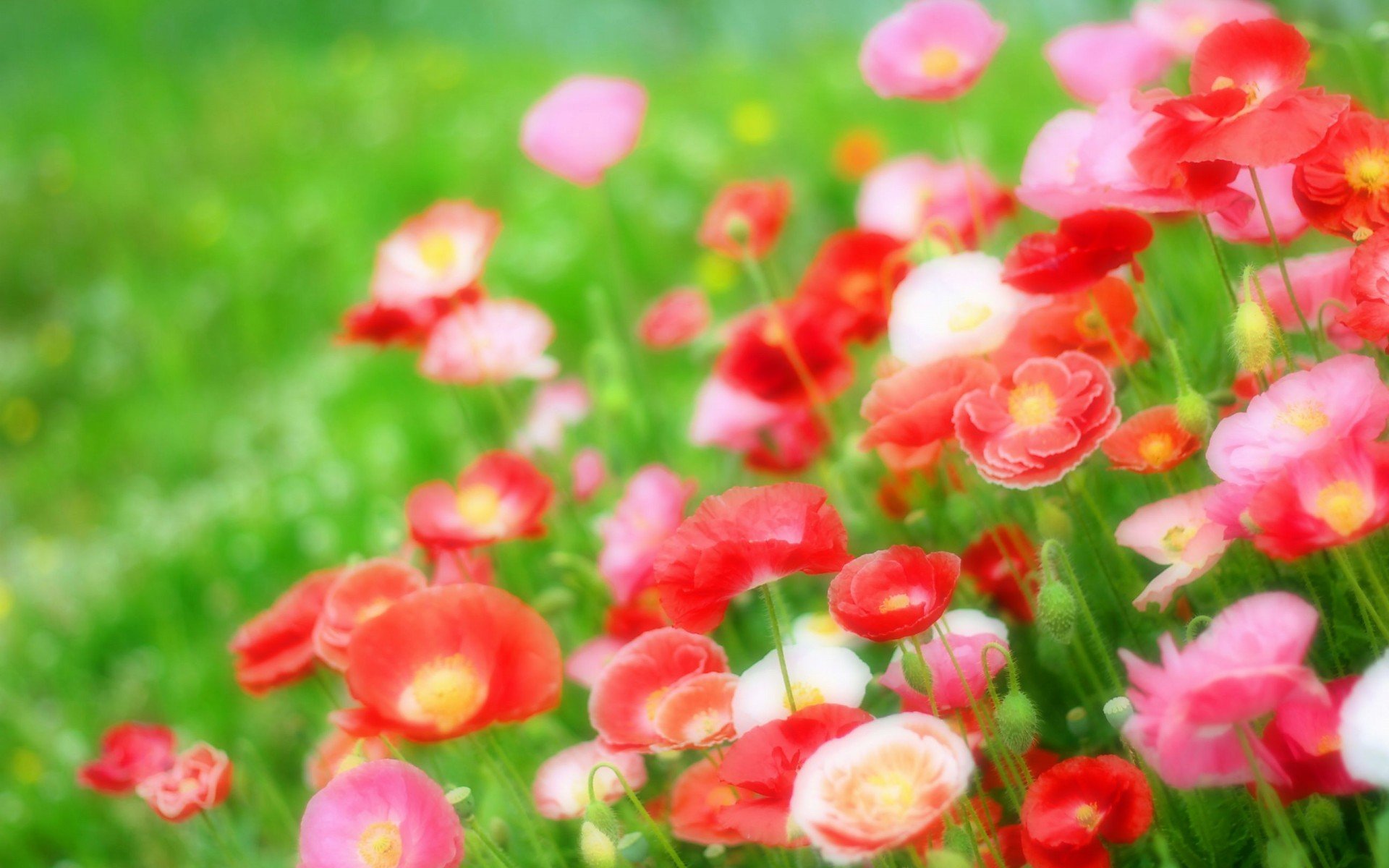 小清新,唯美,娇艳欲滴,花儿,春天,温暖,温馨一刻,清新淡雅,鸟语花香