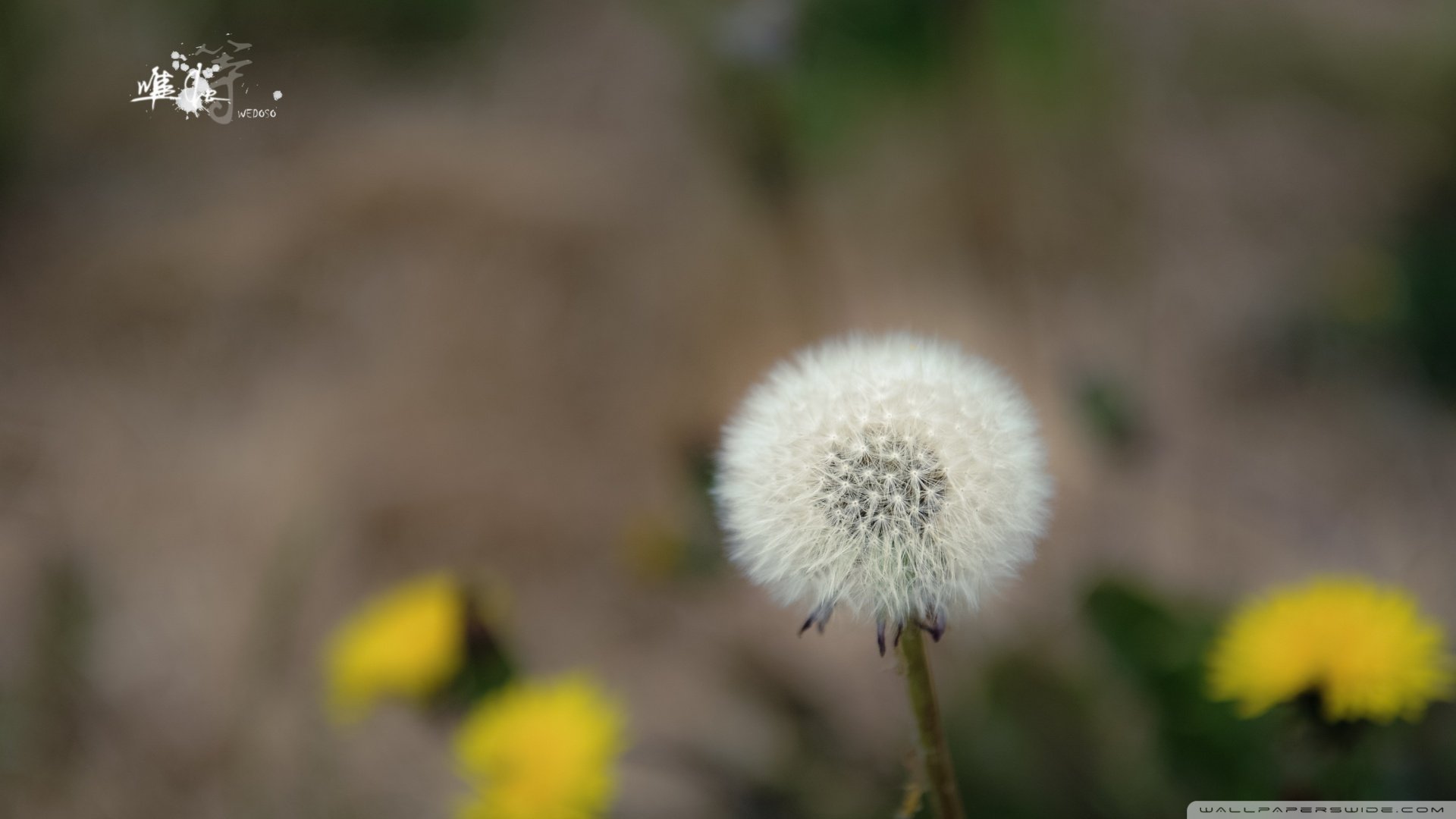 小清新,唯美,温暖,安静