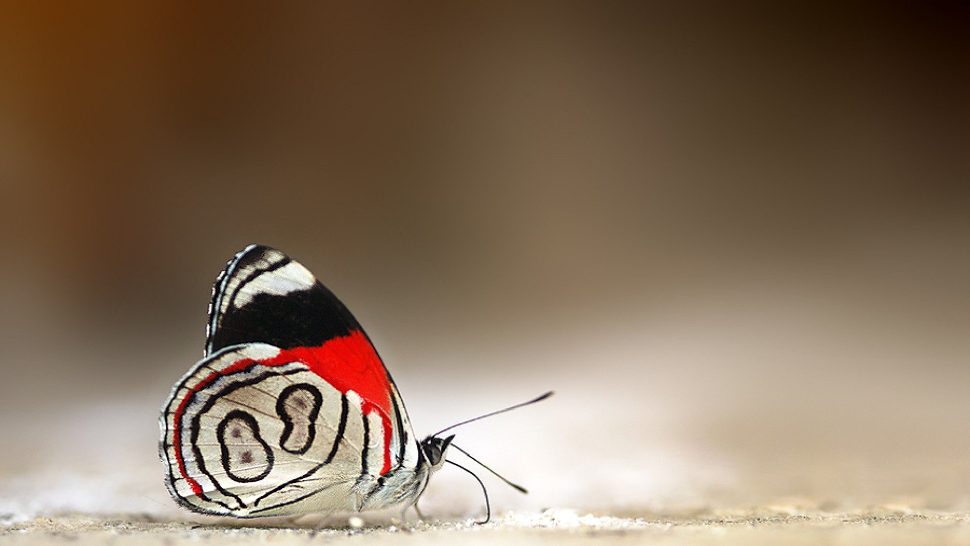 动物,野生动物,大自然,蝴蝶