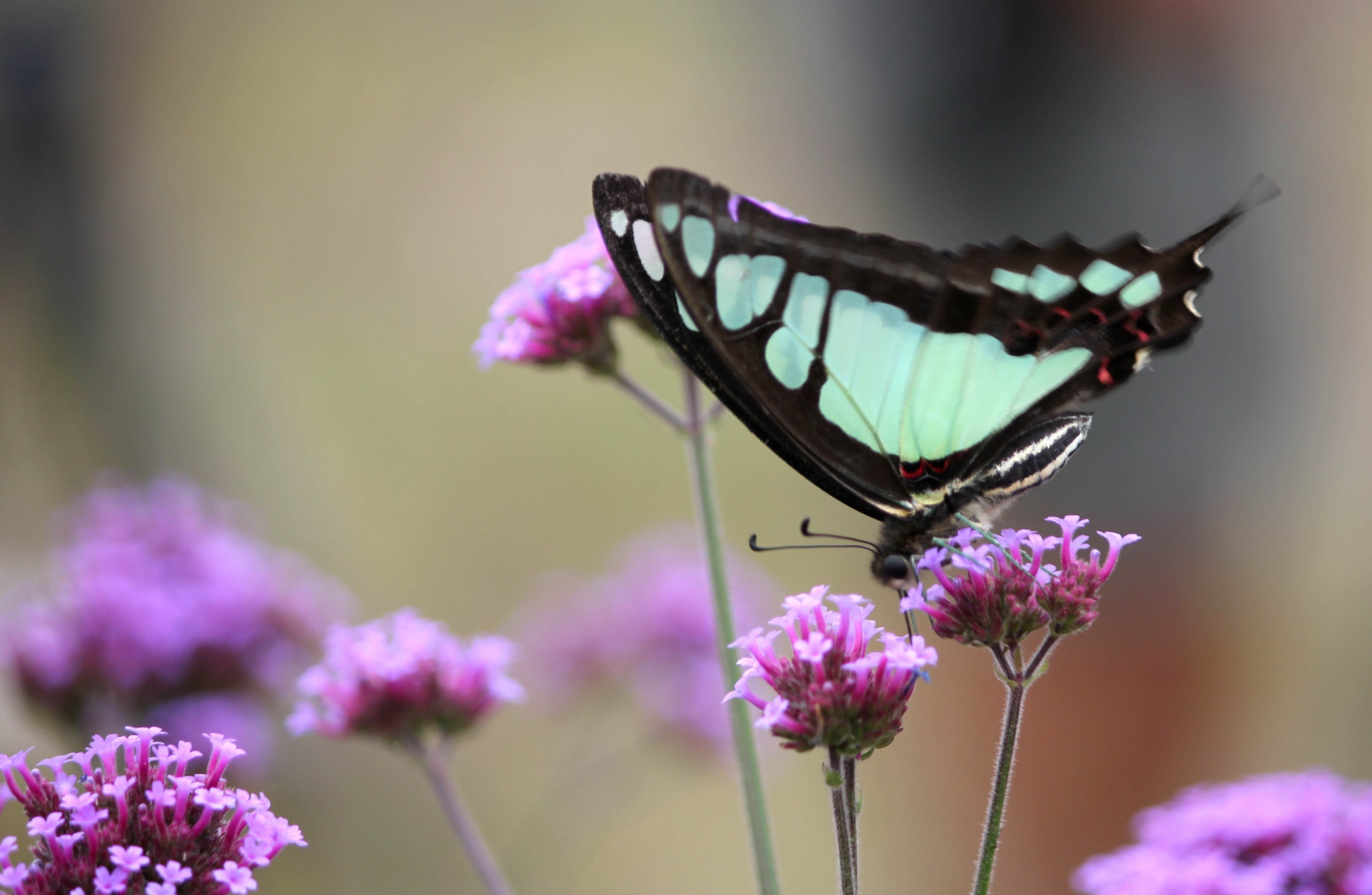 小清新,唯美,娇艳欲滴,花儿,春天,温暖,温馨一刻,清新淡雅,鸟语花香