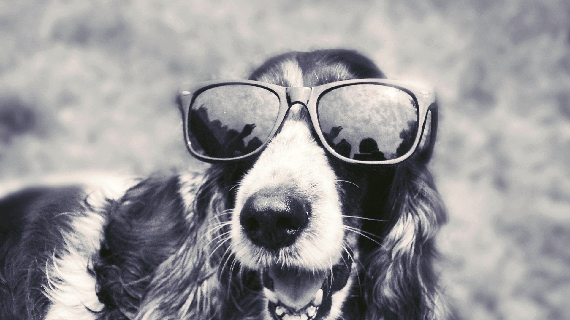 萌宠,动物,萌,可爱,宠物,古灵精怪,卖萌图,狗,汪星人