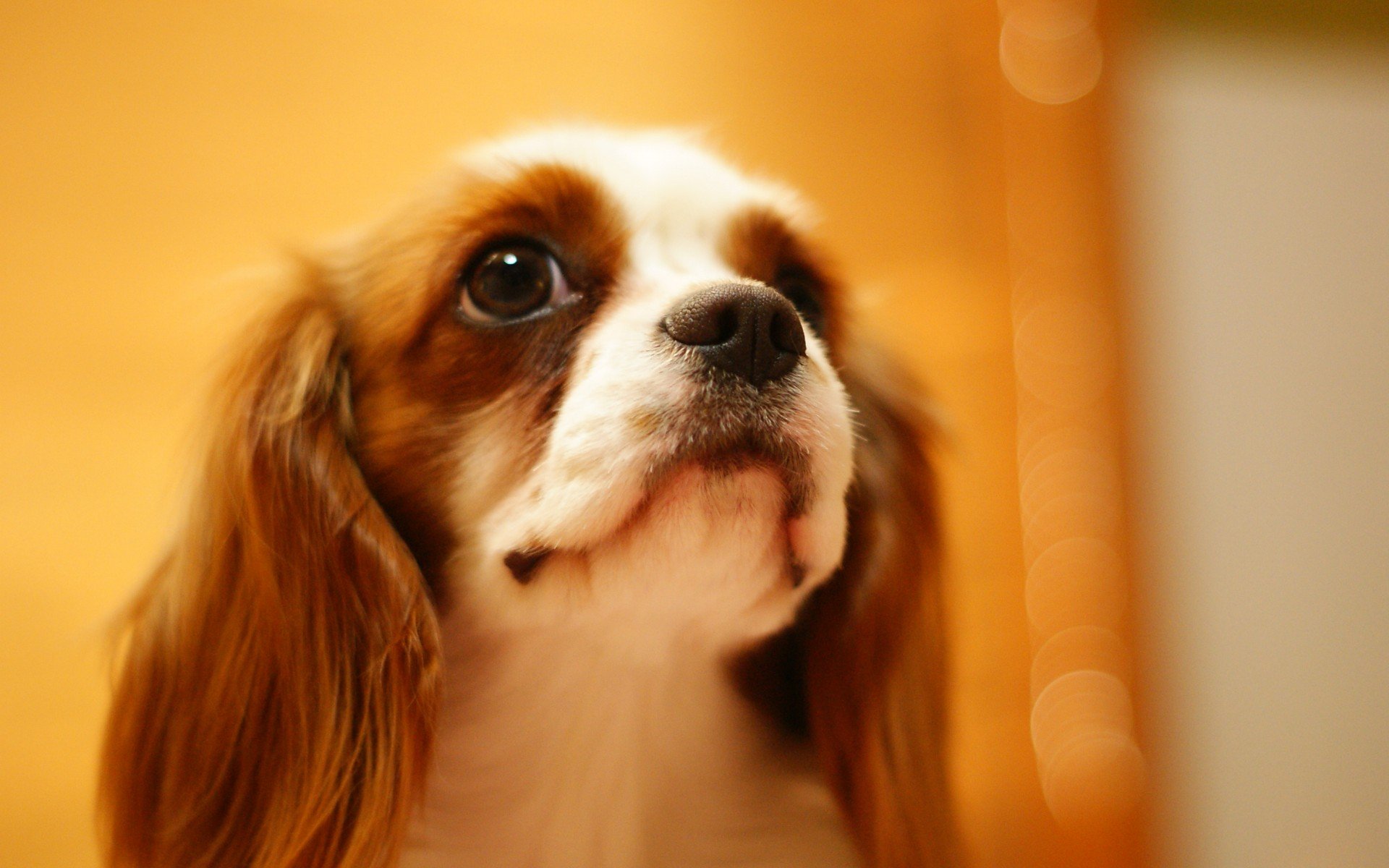 萌宠,动物,萌,可爱,宠物,古灵精怪,卖萌图,狗,汪星人