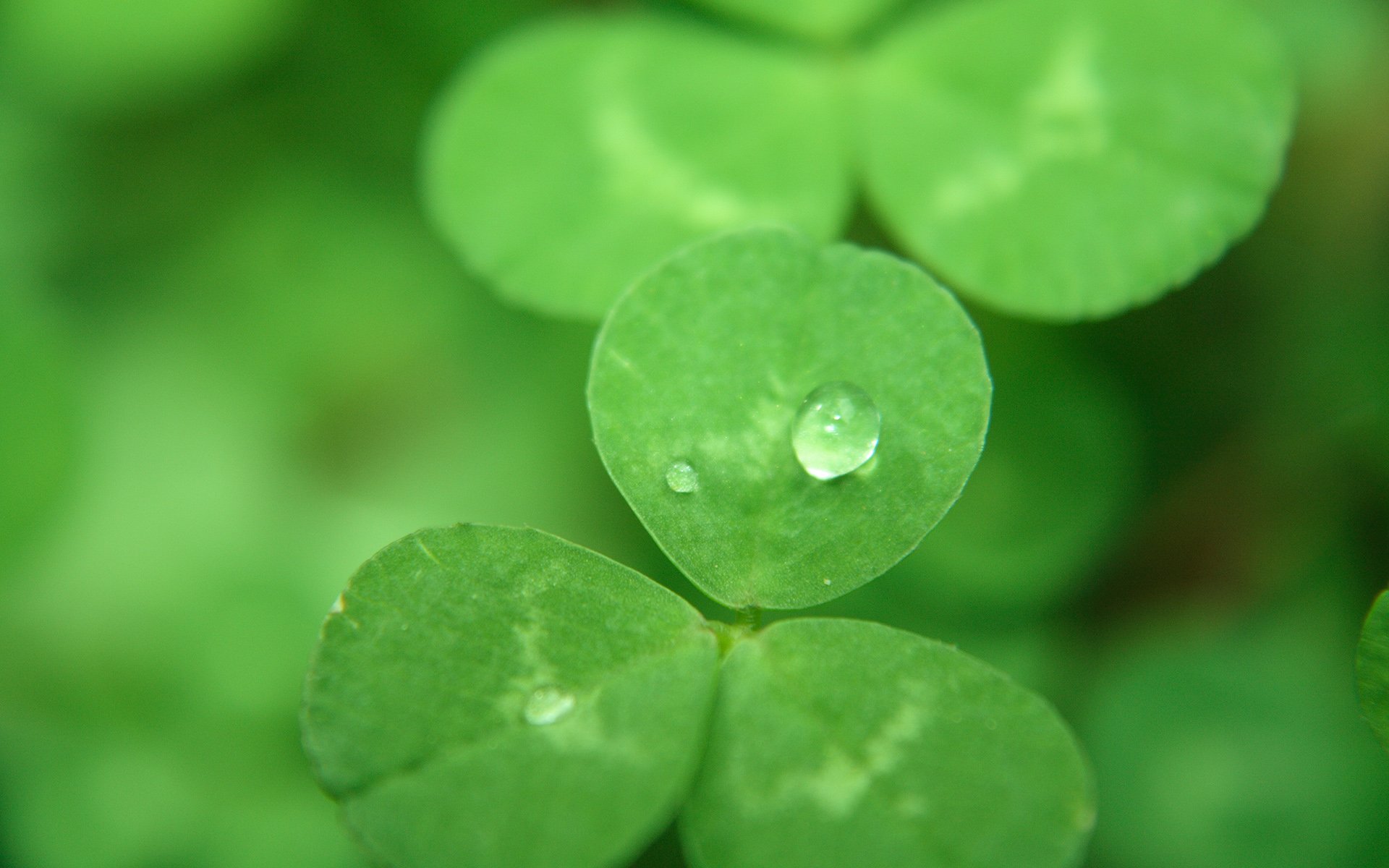 温馨一刻,小清新,风景,绿色养眼,三叶草,幸运草,植物