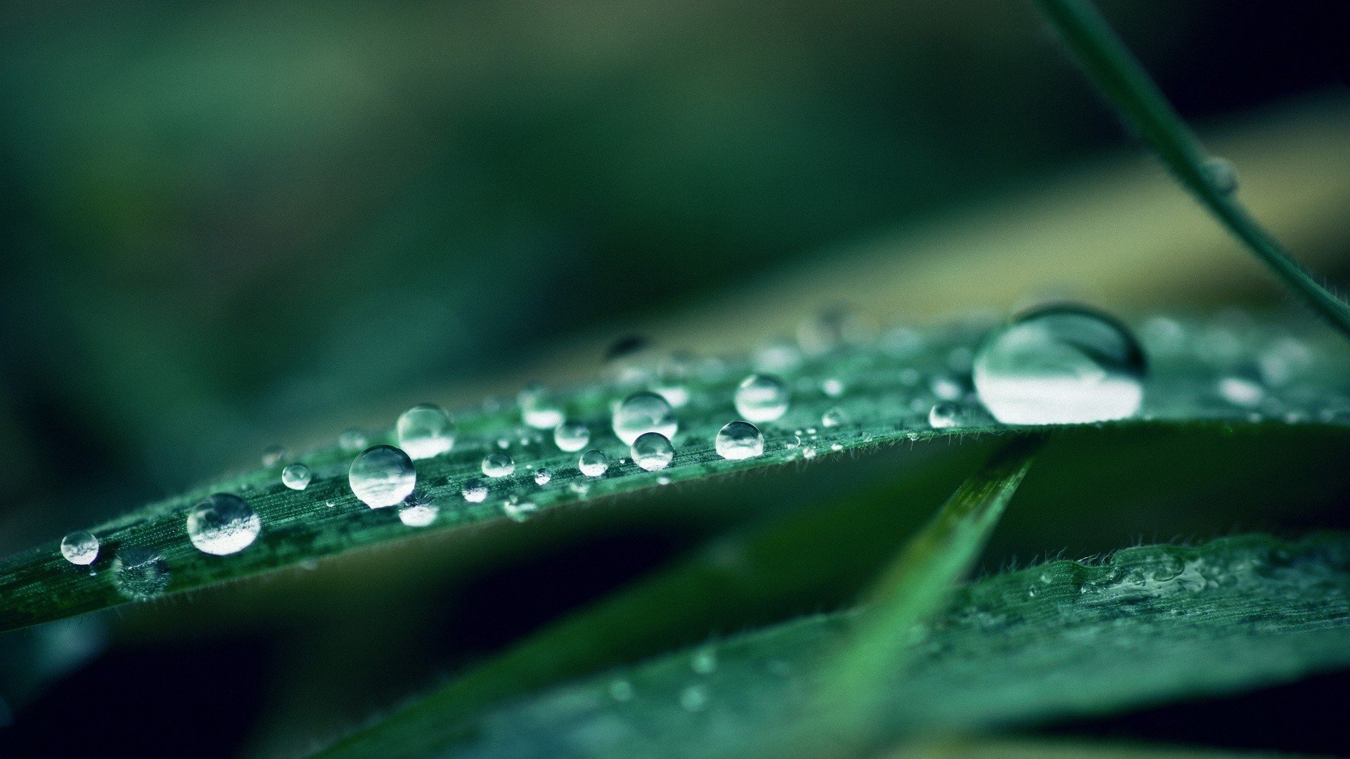 小清新,唯美,娇艳欲滴,花儿,春天,温暖,温馨一刻,清新淡雅,鸟语花香