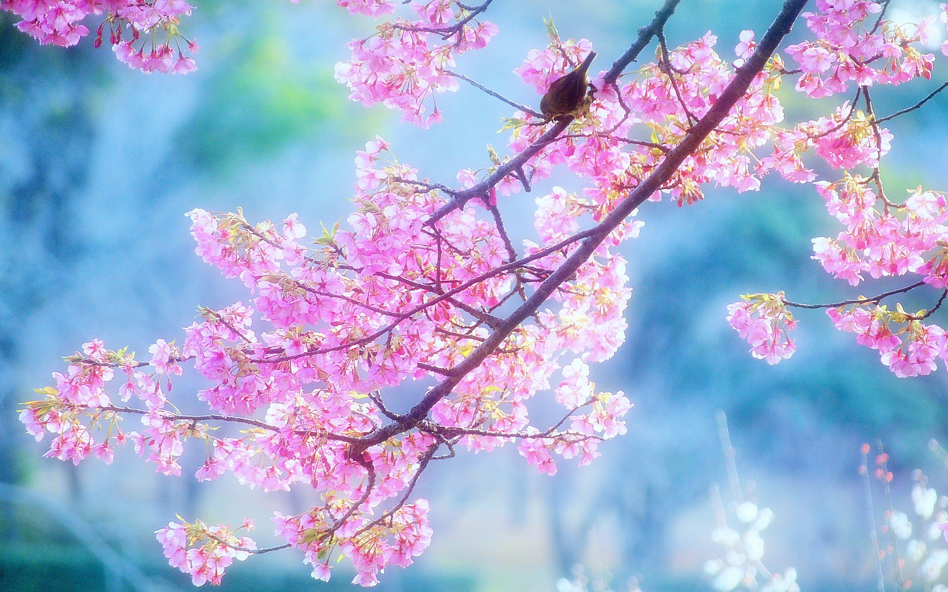 小清新,唯美,娇艳欲滴,花儿,春天,温暖,温馨一刻,清新淡雅,鸟语花香