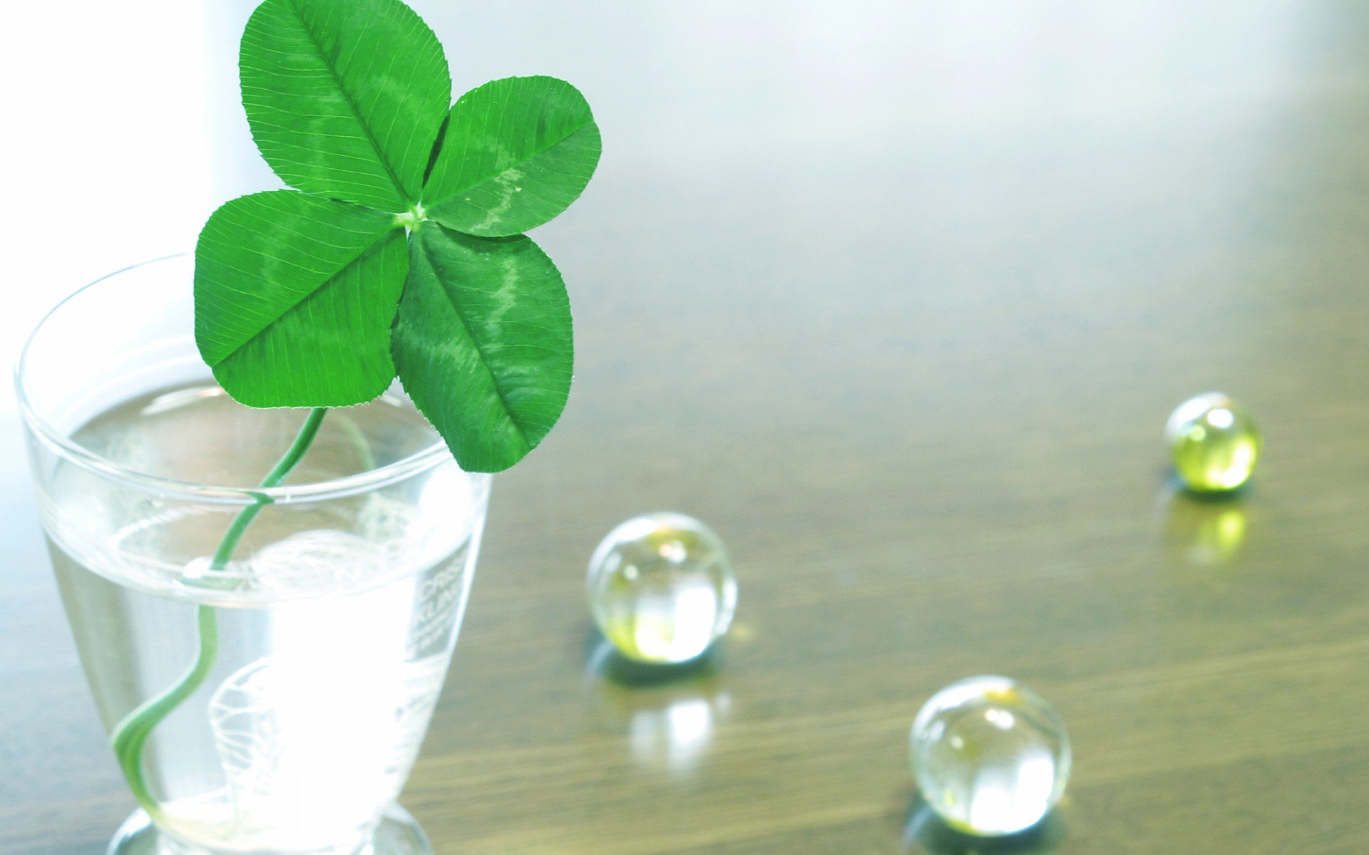 温馨一刻,小清新,风景,绿色养眼,三叶草,幸运草,植物