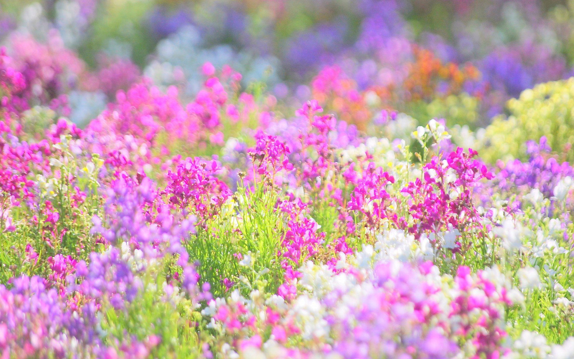 小清新,唯美,娇艳欲滴,花儿,春天,温暖,温馨一刻,清新淡雅,鸟语花香