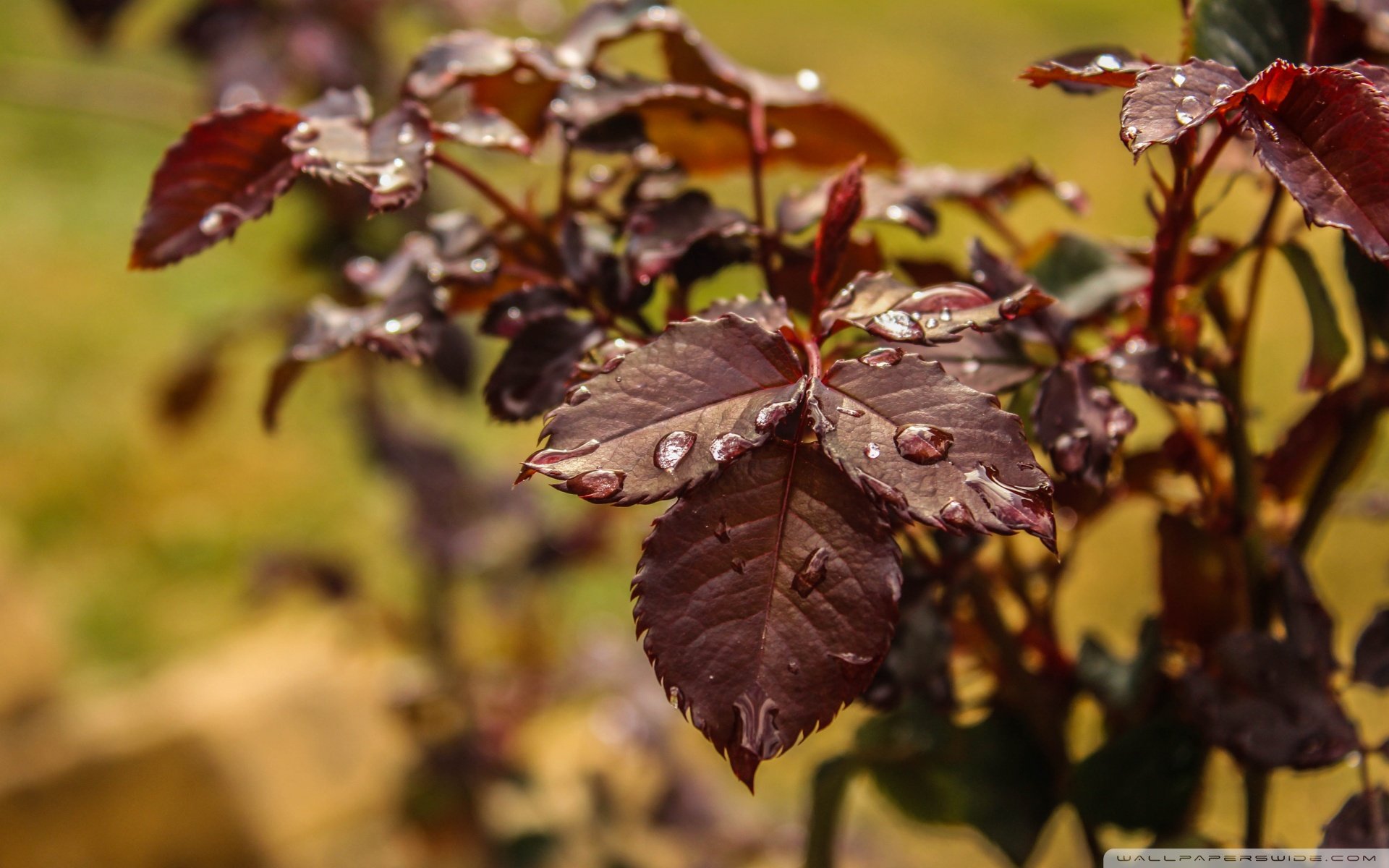 自然风光,绿色,清新,唯美,意境,炎炎夏日,旅游胜地,风景