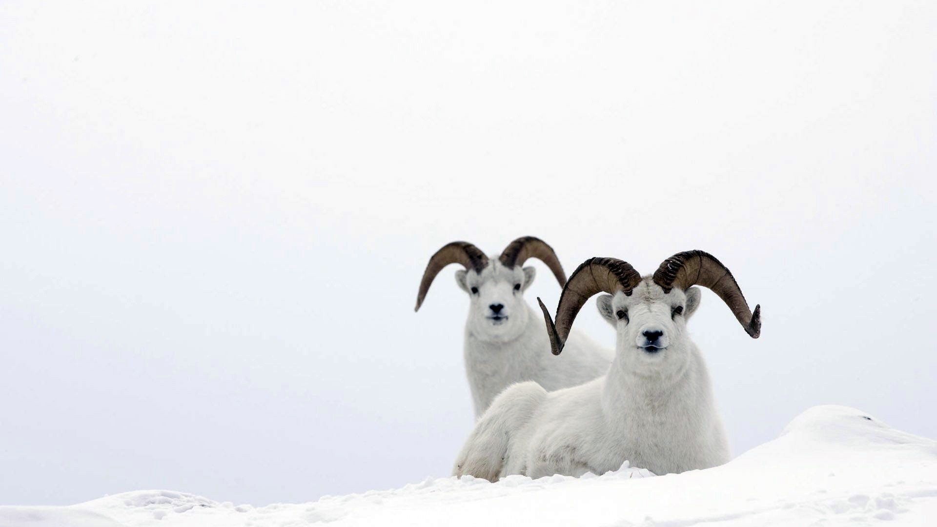动物,野生动物,大自然,羚羊,极地物种