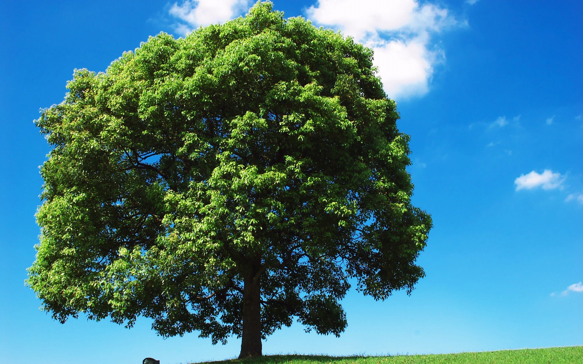 小清新,风景,自然风光,绿色植物,绿色养眼,春天,唯美,安静