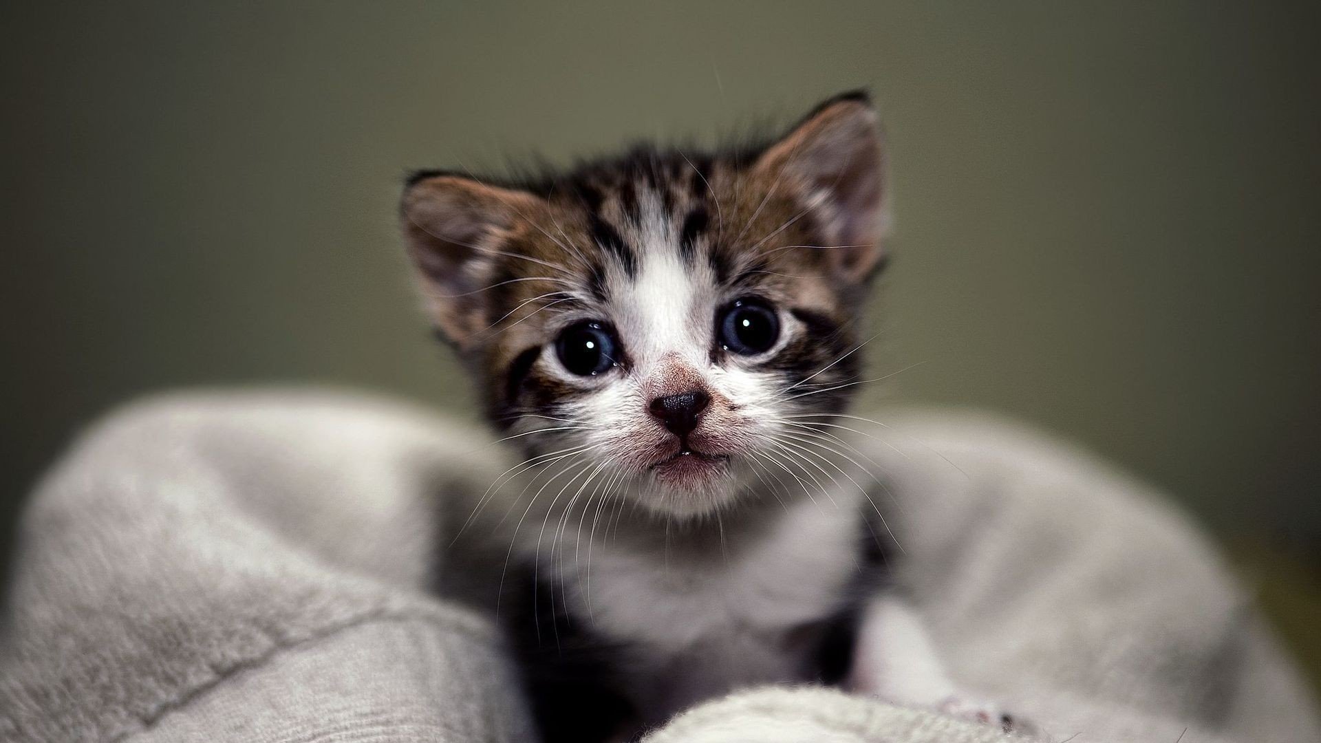 萌宠,动物,萌,可爱,宠物,古灵精怪,卖萌图,猫,喵星人