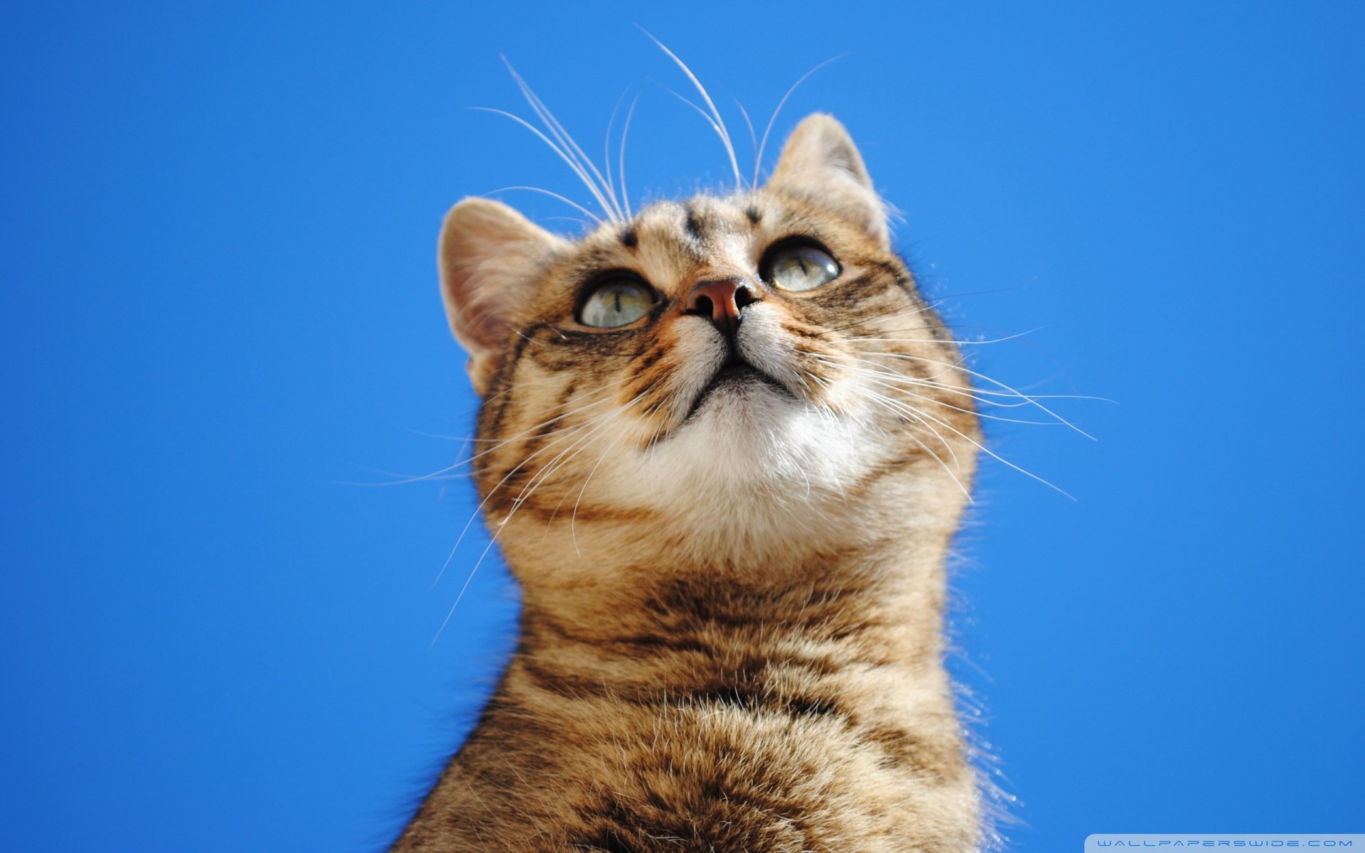 萌宠,动物,萌,可爱,宠物,古灵精怪,卖萌图,猫,喵星人