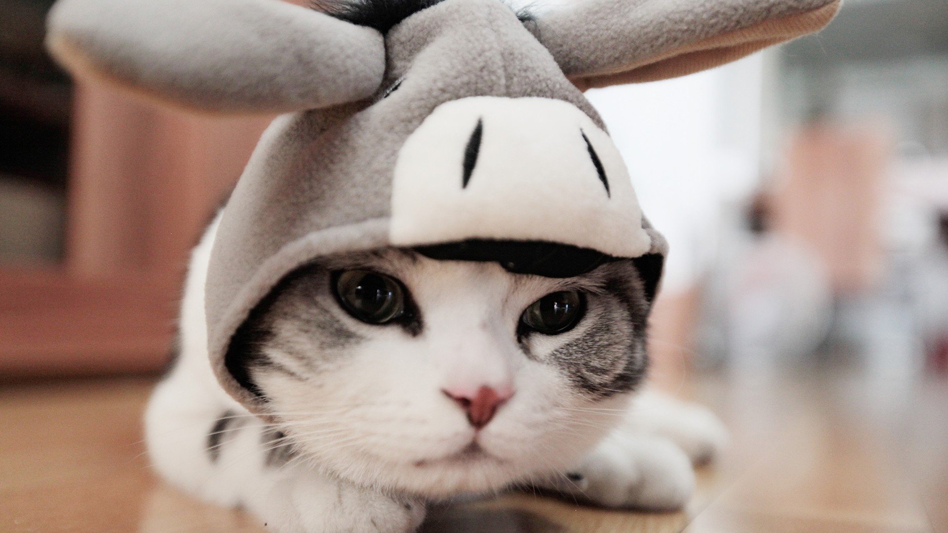 萌宠,动物,萌,可爱,宠物,古灵精怪,卖萌图,猫,喵星人