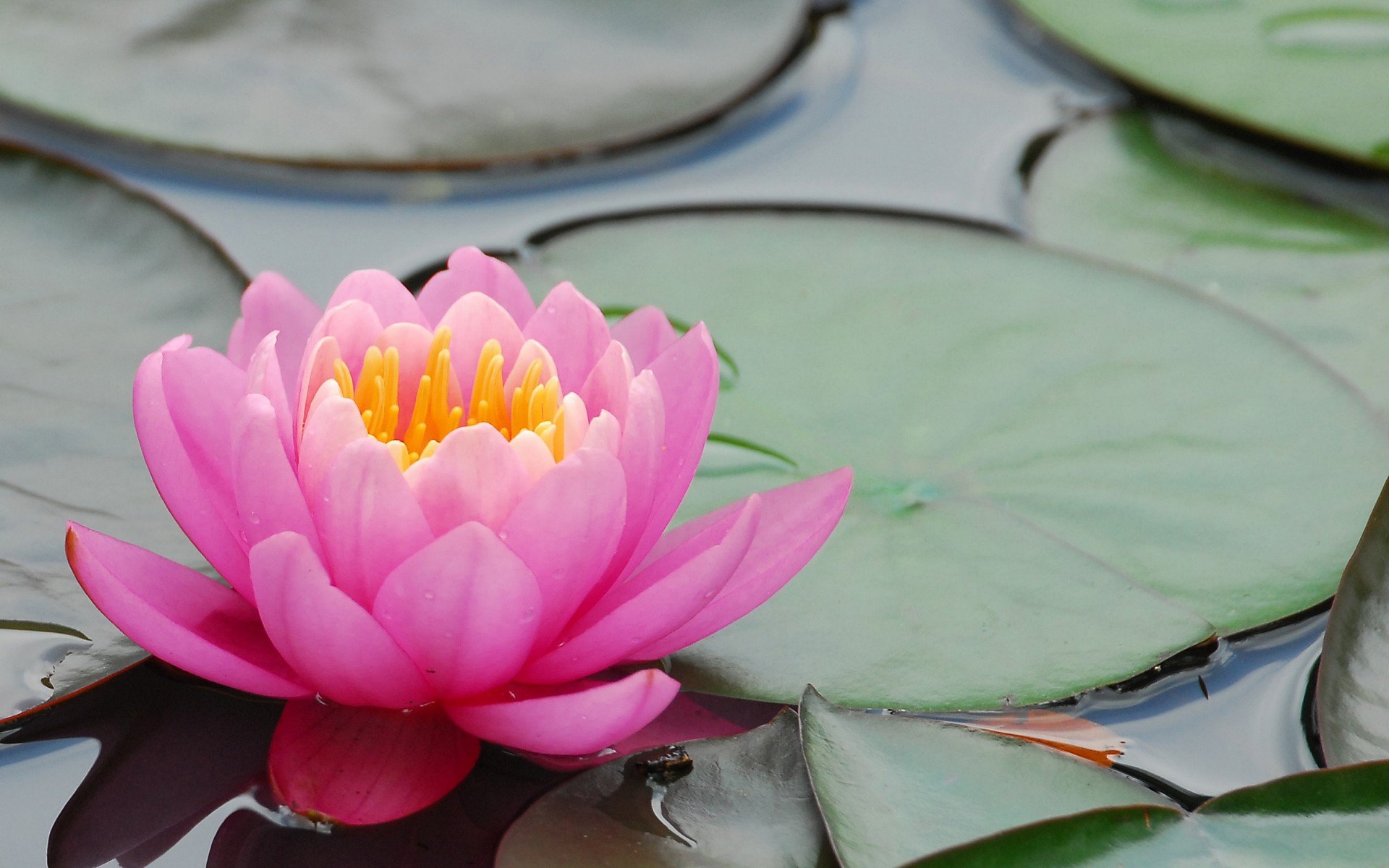 小清新,唯美,娇艳欲滴,花儿,春天,温暖,温馨一刻,清新淡雅,鸟语花香