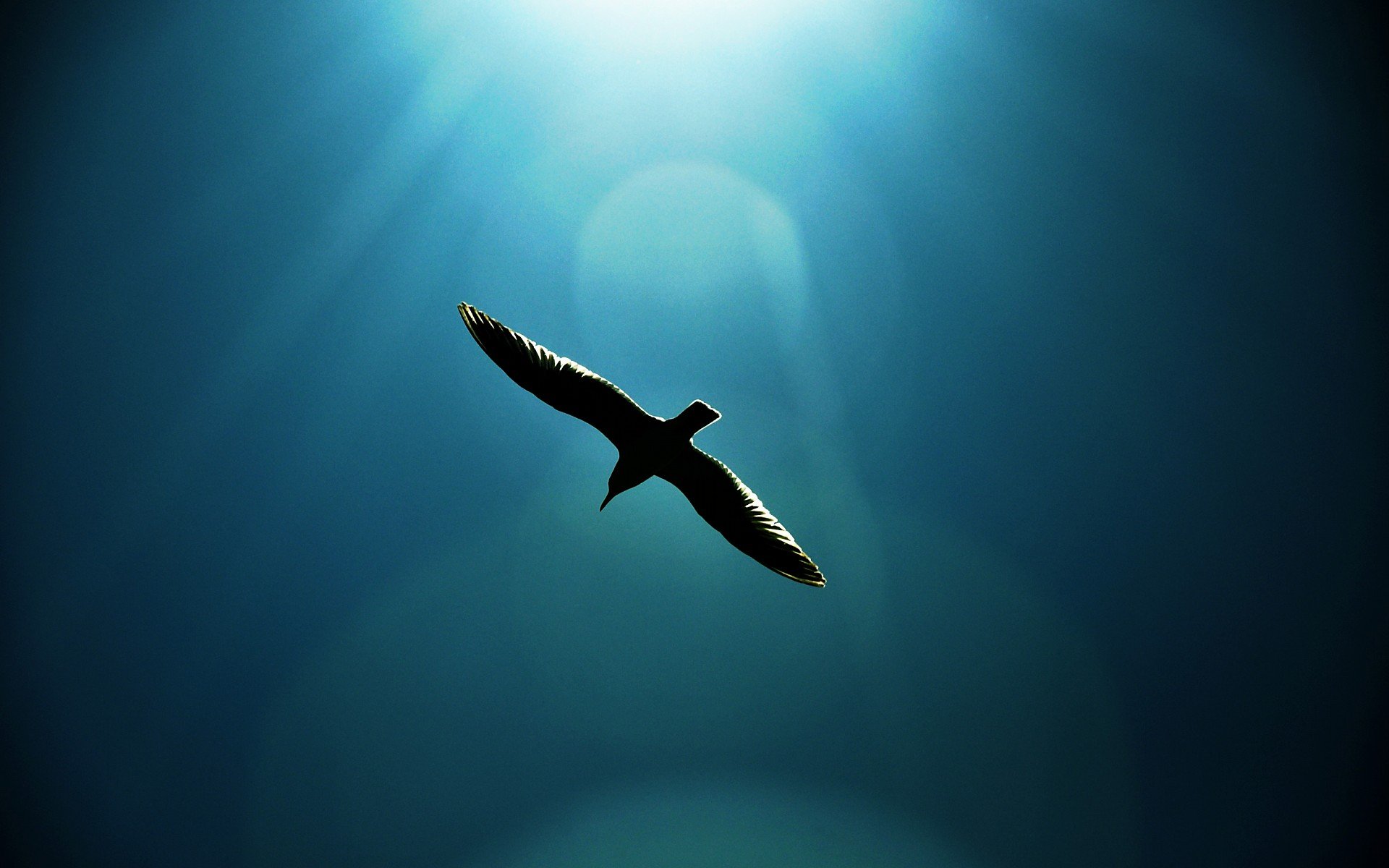 动物,野生动物,大自然,老鹰,飞翔,天空,蓝天白云