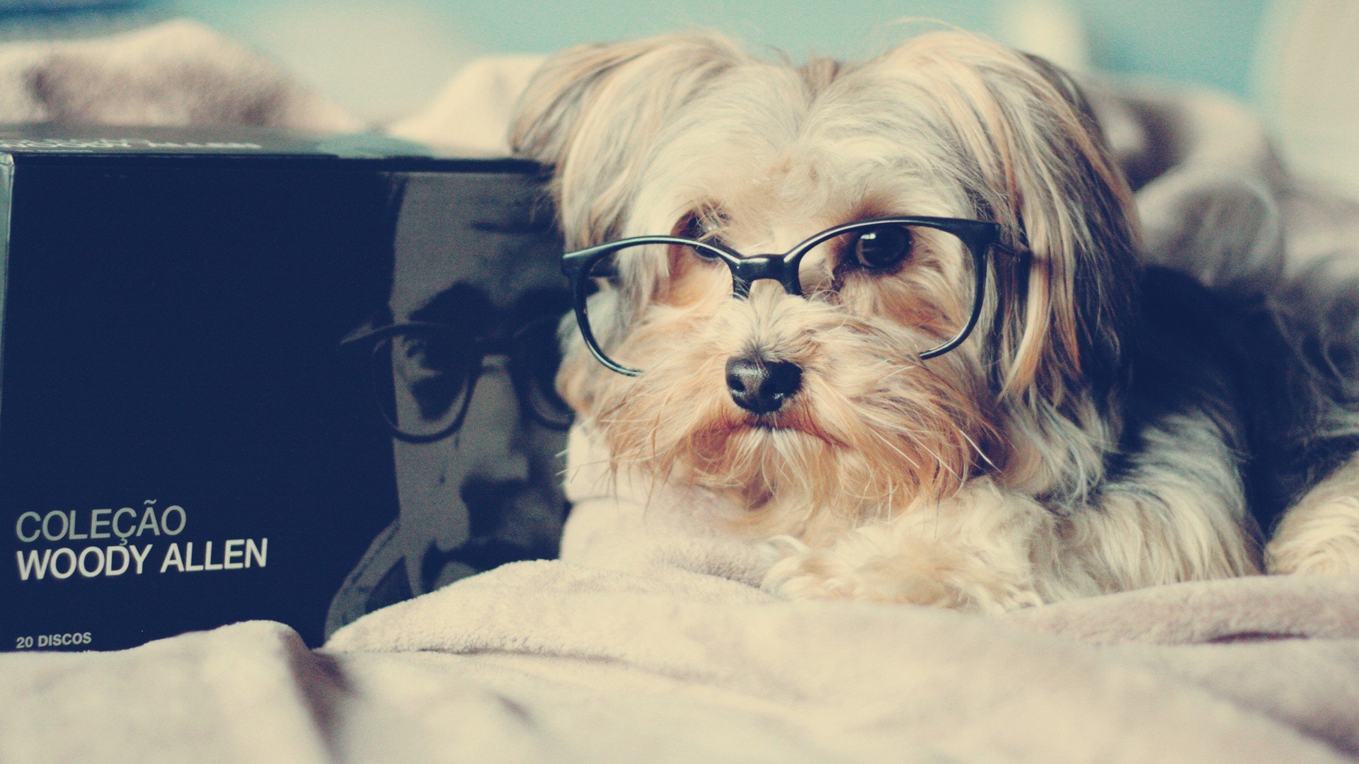 萌宠,动物,萌,可爱,宠物,古灵精怪,卖萌图,狗,汪星人