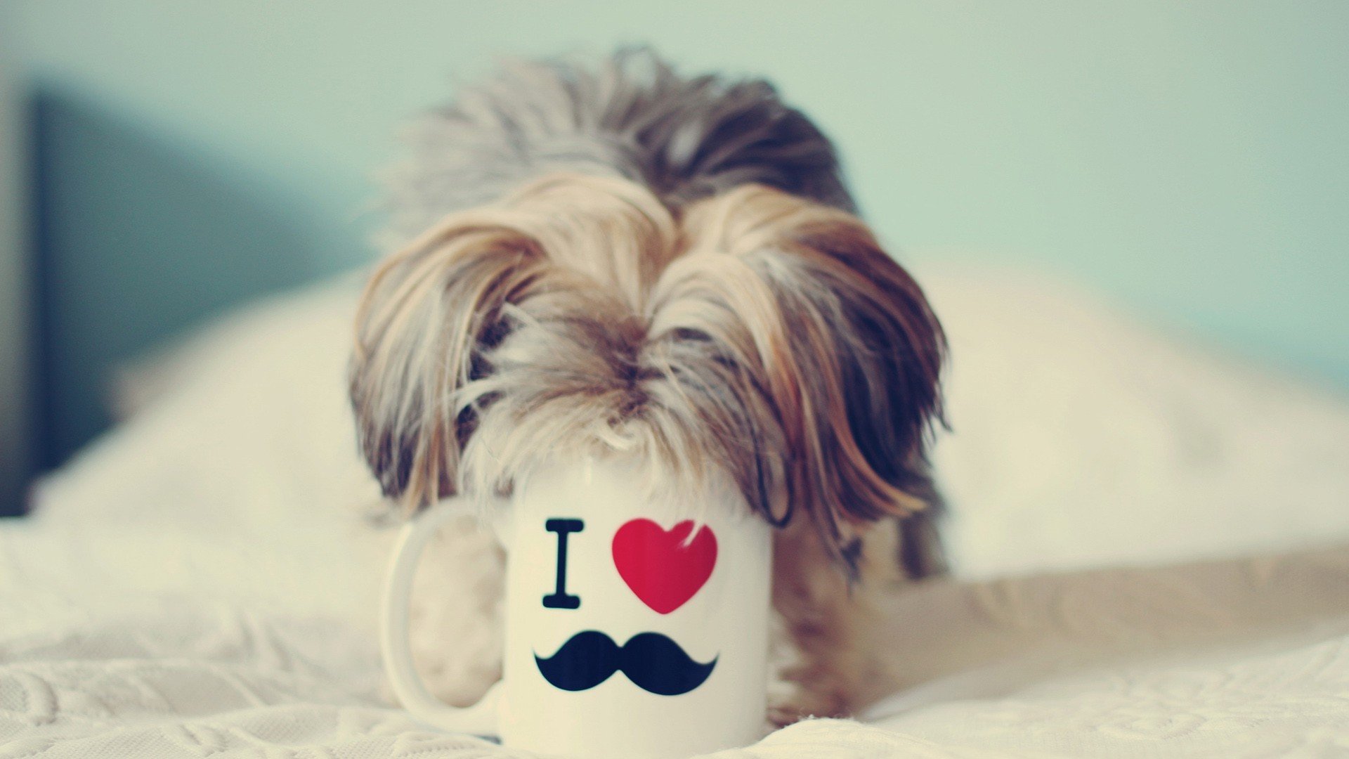 萌宠,动物,萌,可爱,宠物,古灵精怪,卖萌图,狗,汪星人