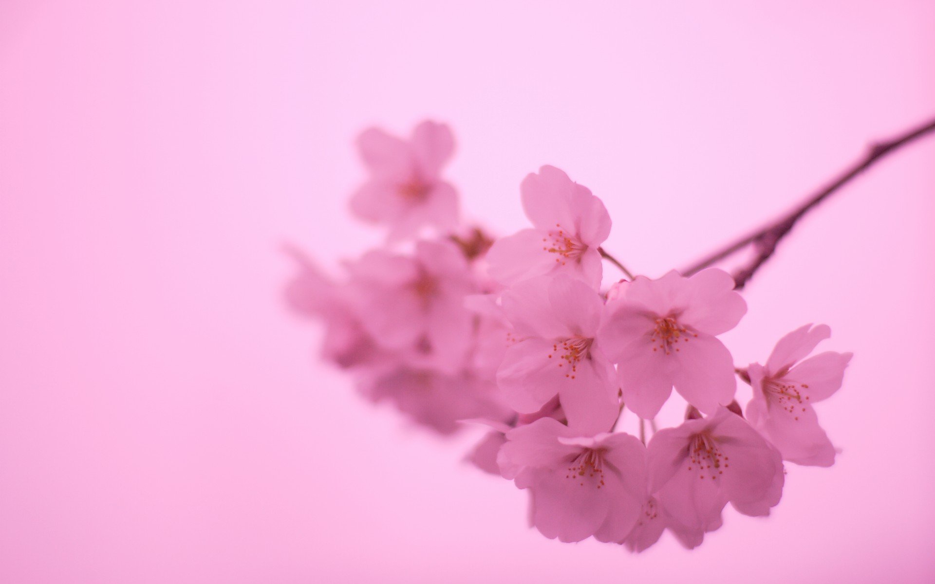 小清新,唯美,娇艳欲滴,花儿,春天,温暖,温馨一刻,清新淡雅,鸟语花香