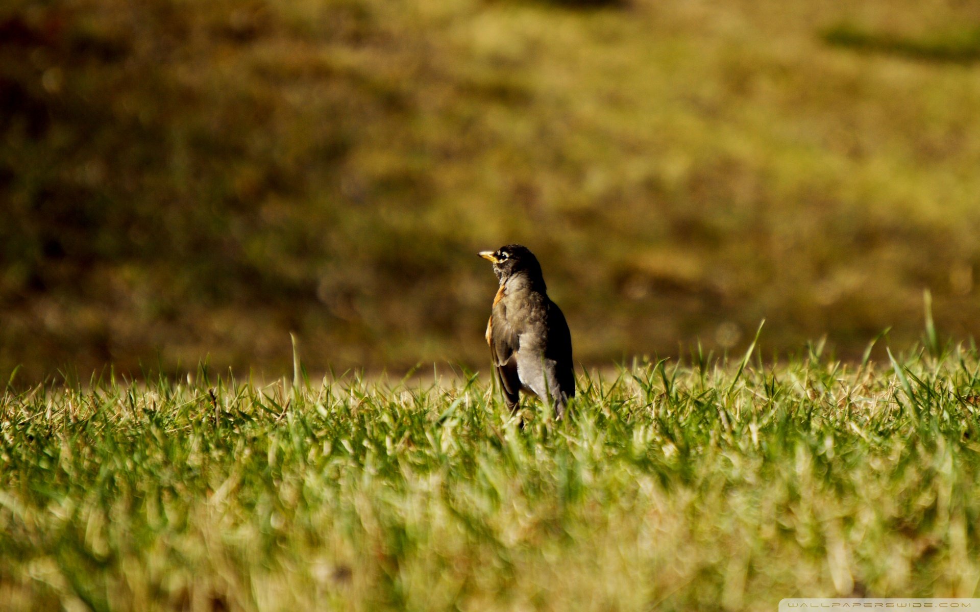 动物,野生动物,大自然,鸟