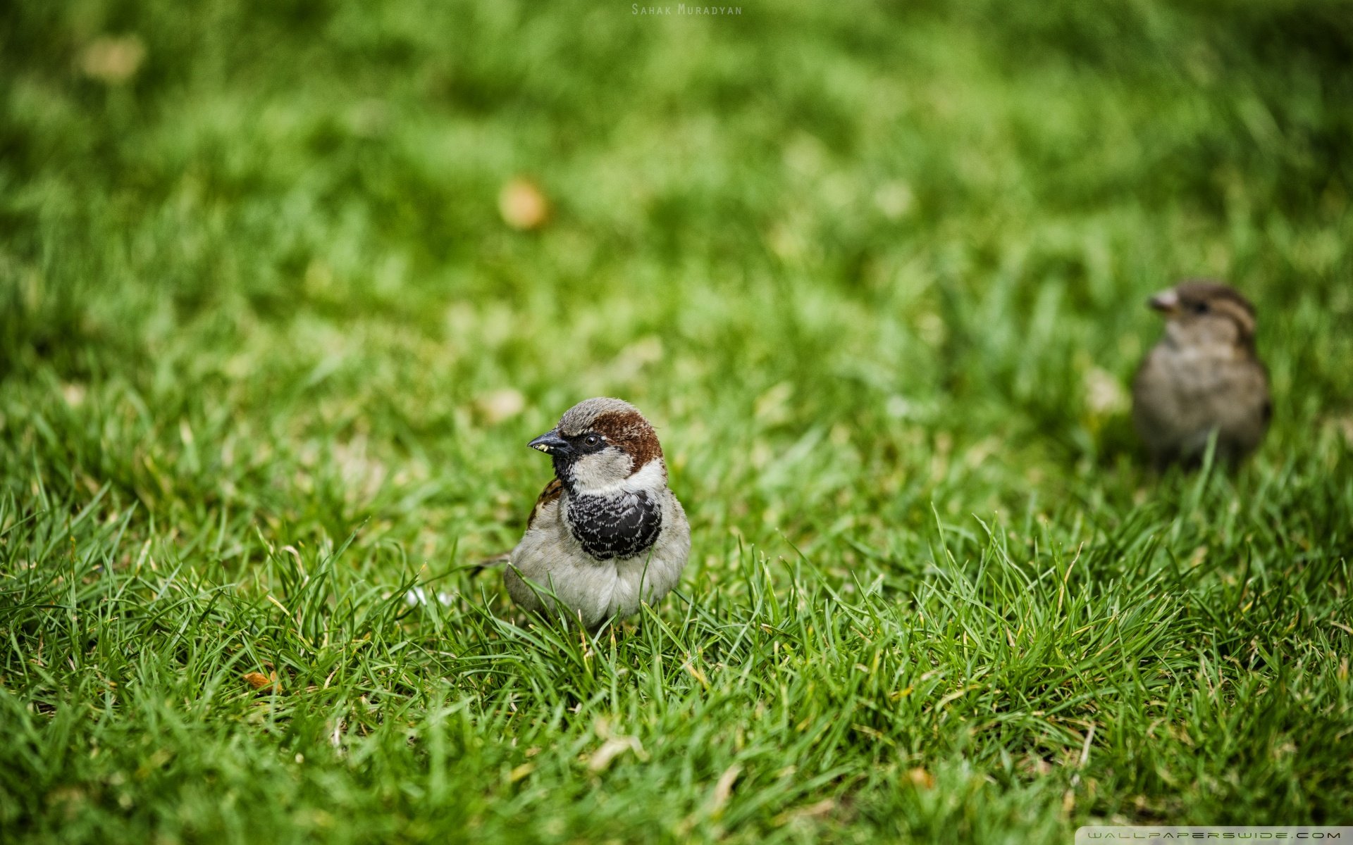 动物,野生动物,大自然,鸟