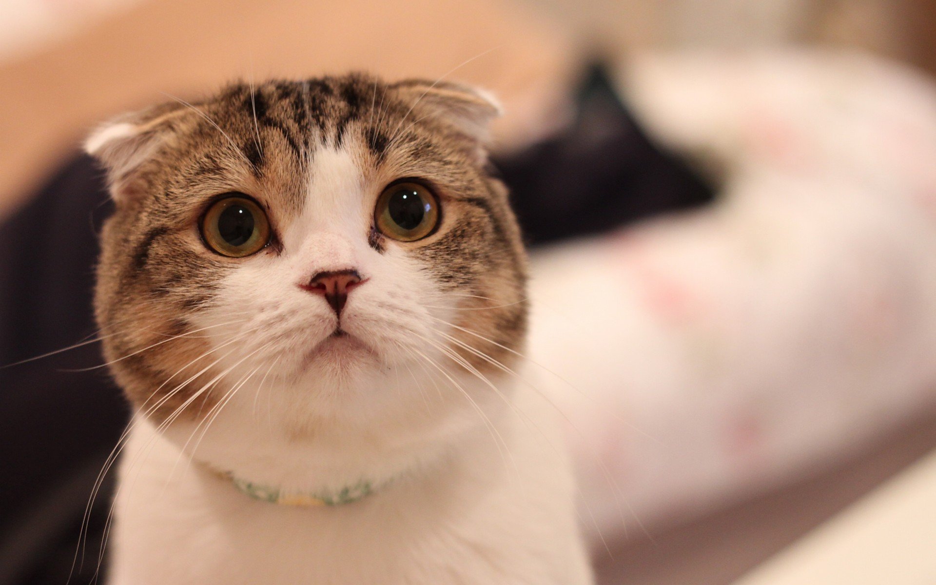 萌宠,动物,萌,可爱,宠物,古灵精怪,卖萌图,猫,喵星人