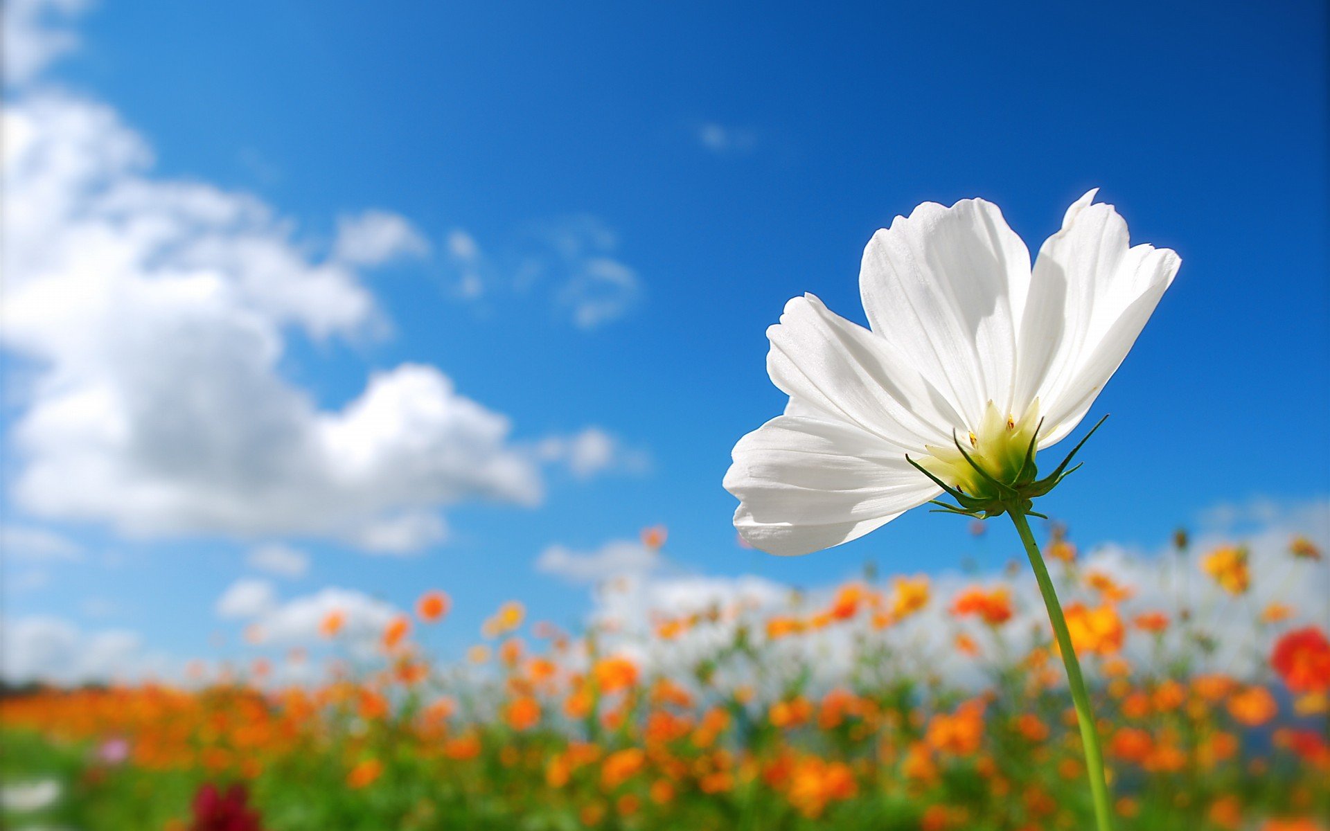 小清新,唯美,娇艳欲滴,花儿,春天,温暖,温馨一刻,清新淡雅,鸟语花香