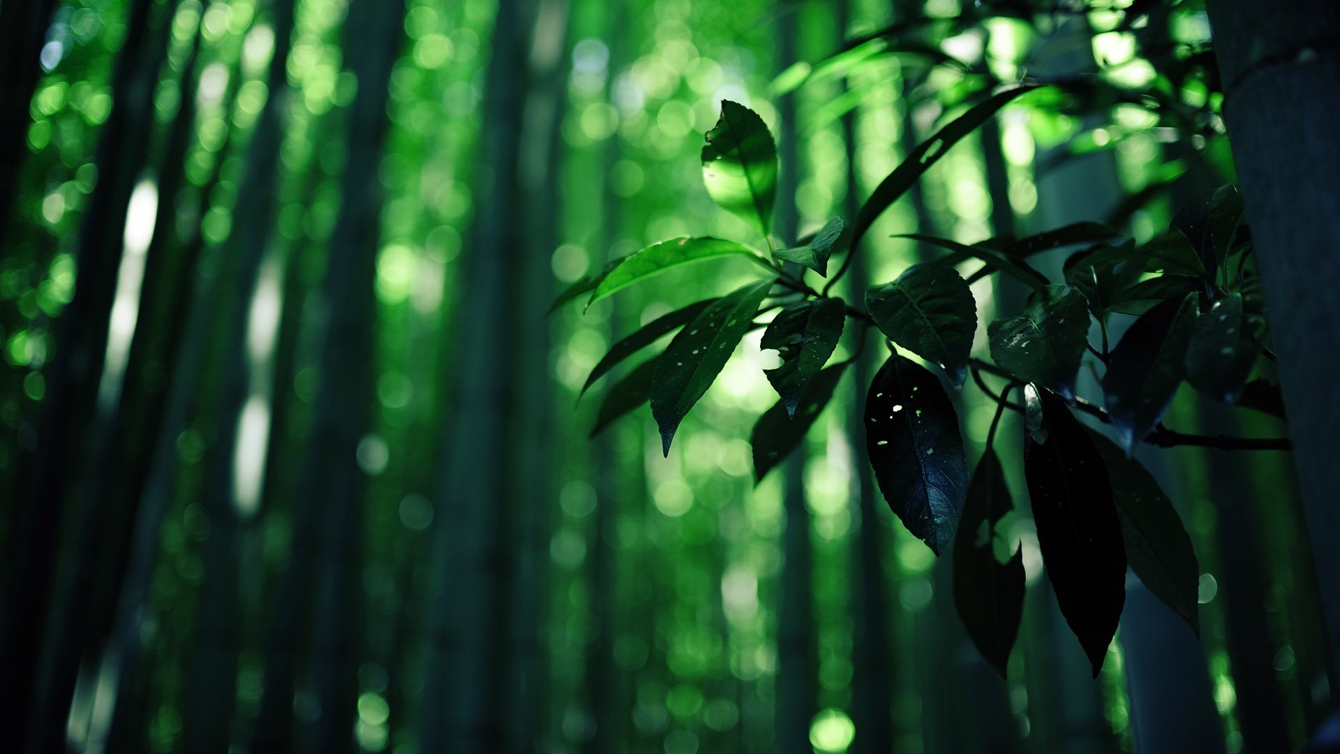 小清新,风景,自然风光,绿色植物,绿色养眼,春天,唯美,安静