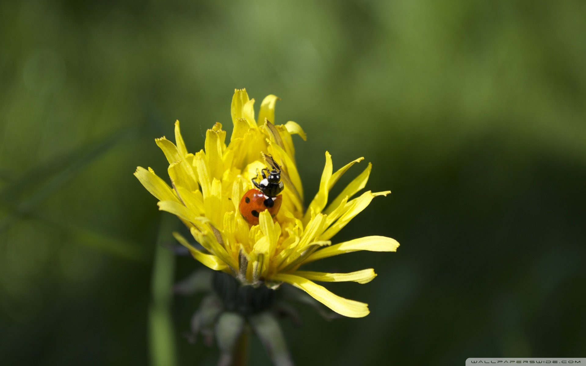小清新,唯美,娇艳欲滴,花儿,春天,温暖,温馨一刻,清新淡雅,鸟语花香