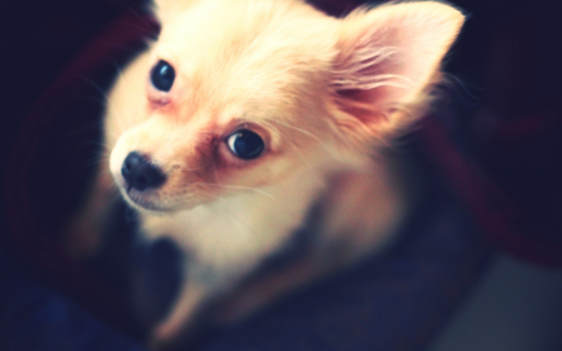 萌宠,动物,萌,可爱,宠物,古灵精怪,卖萌图,狗,汪星人