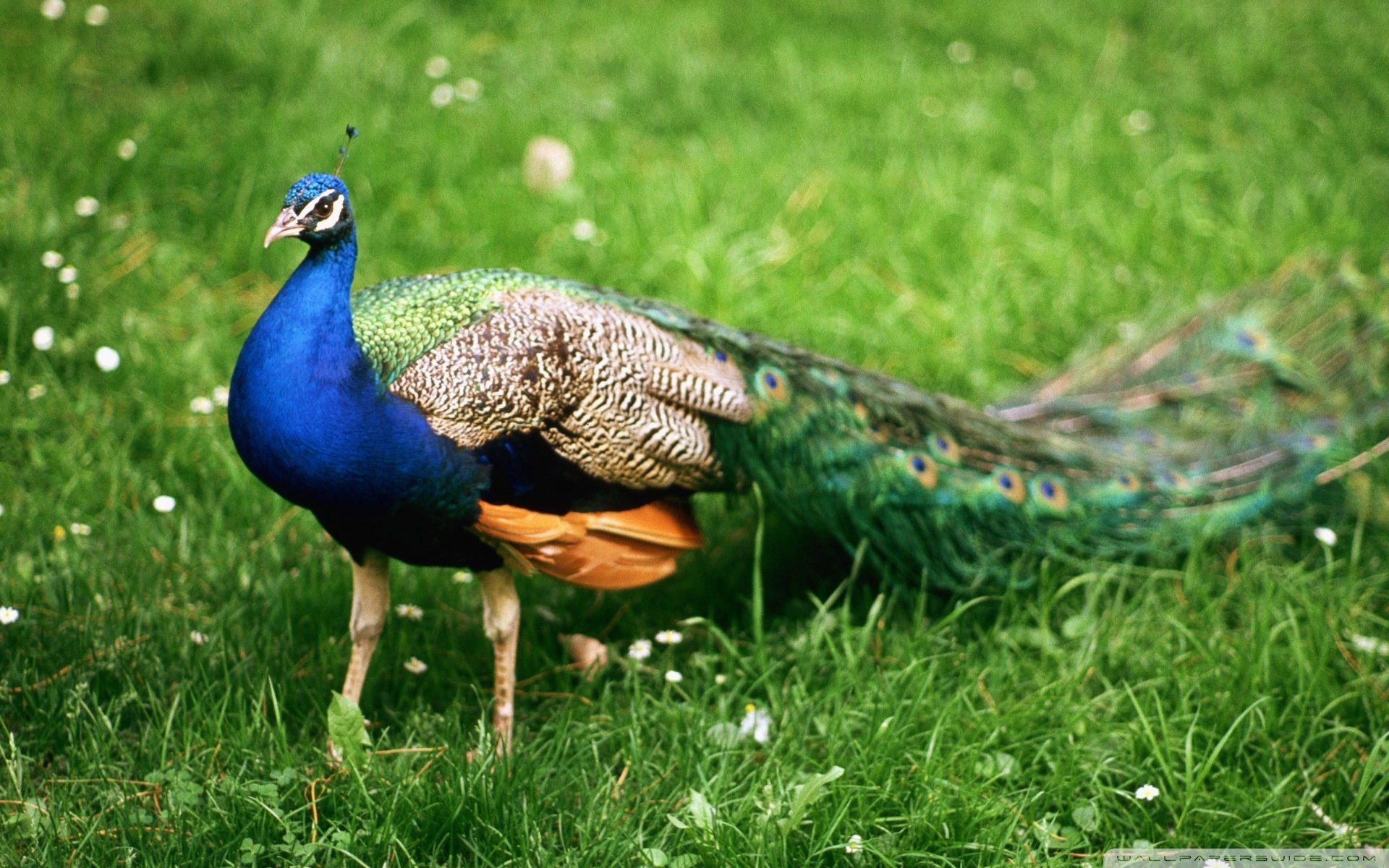动物,野生动物,大自然,孔雀