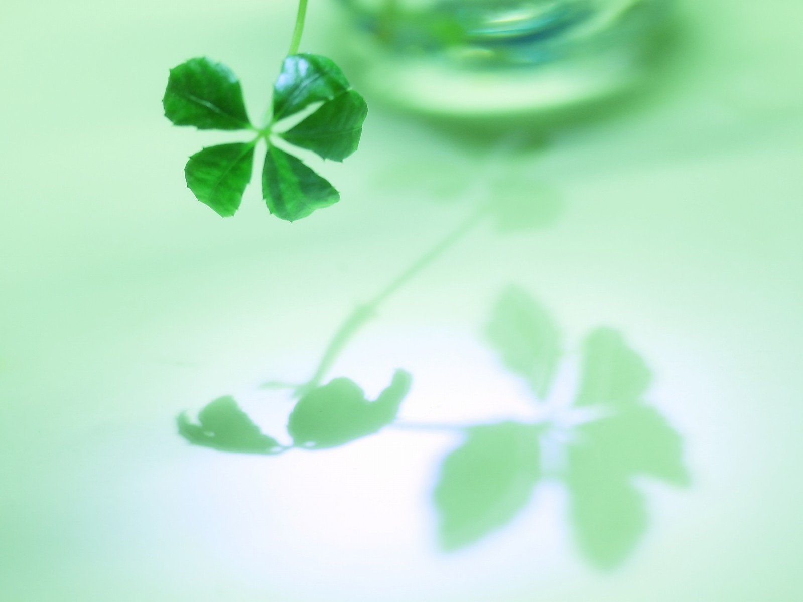 小清新,风景,自然风光,绿色植物,绿色养眼,春天,唯美,安静