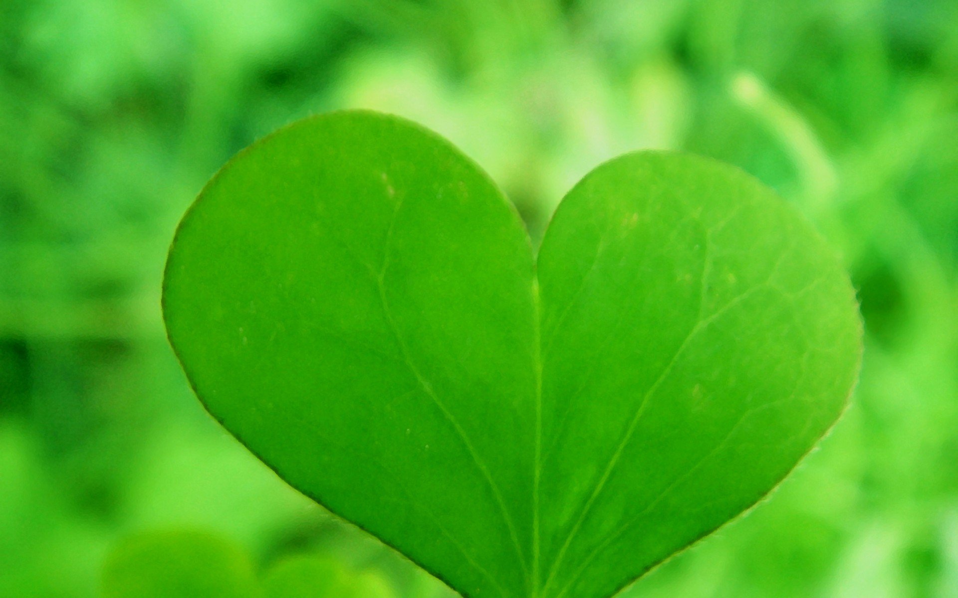 温馨一刻,小清新,风景,绿色养眼,三叶草,幸运草,植物