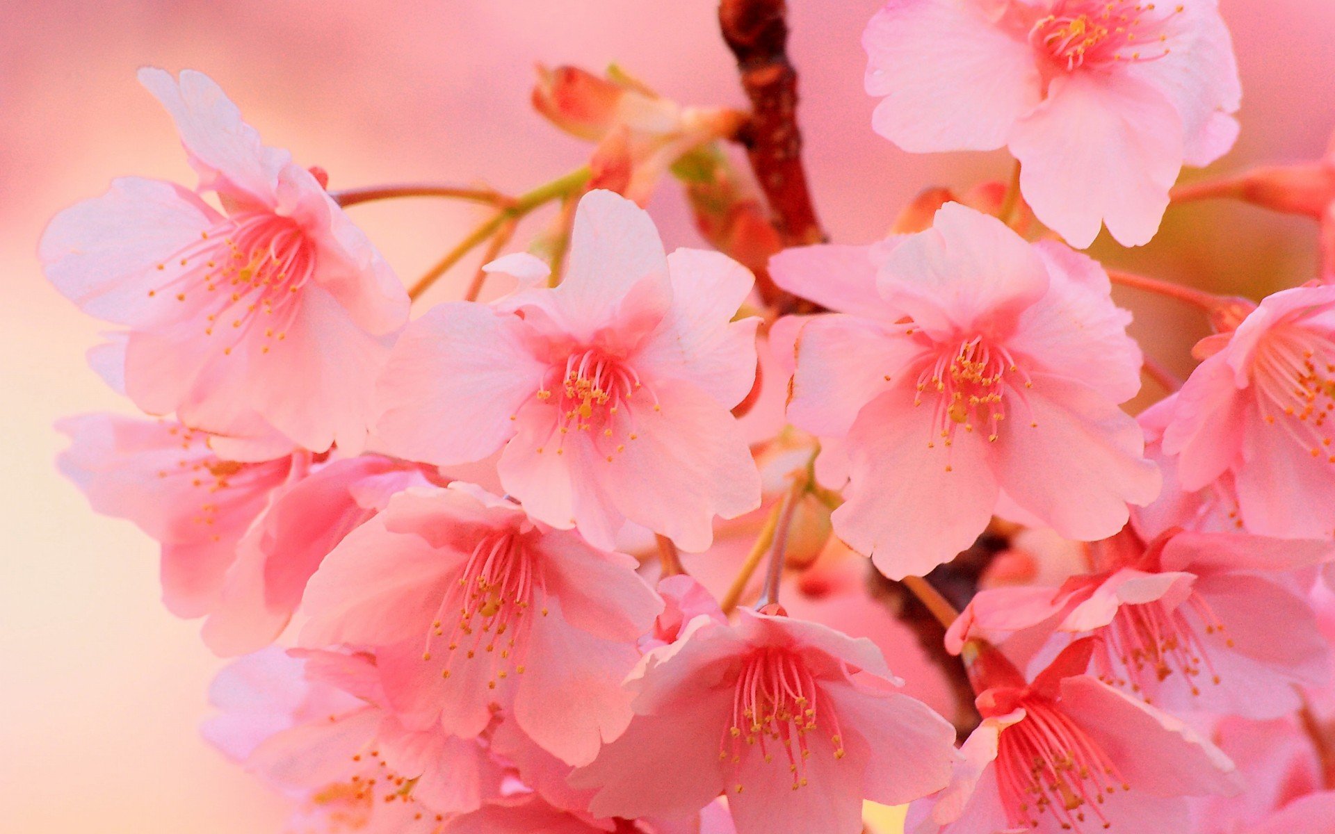 小清新,唯美,娇艳欲滴,花儿,春天,温暖,温馨一刻,清新淡雅,鸟语花香