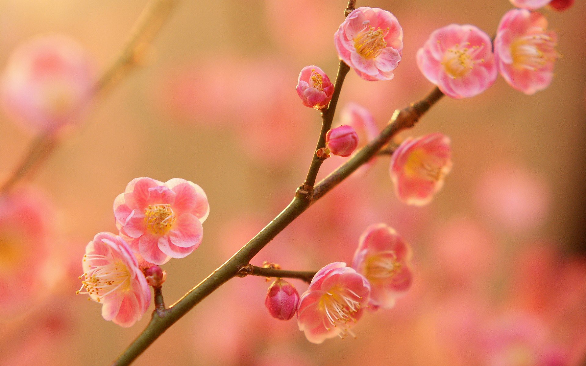 小清新,唯美,娇艳欲滴,花儿,春天,温暖,温馨一刻,清新淡雅,鸟语花香