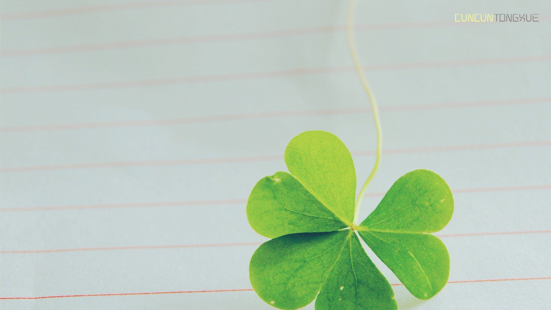 温馨一刻,小清新,风景,绿色养眼,三叶草,幸运草,植物