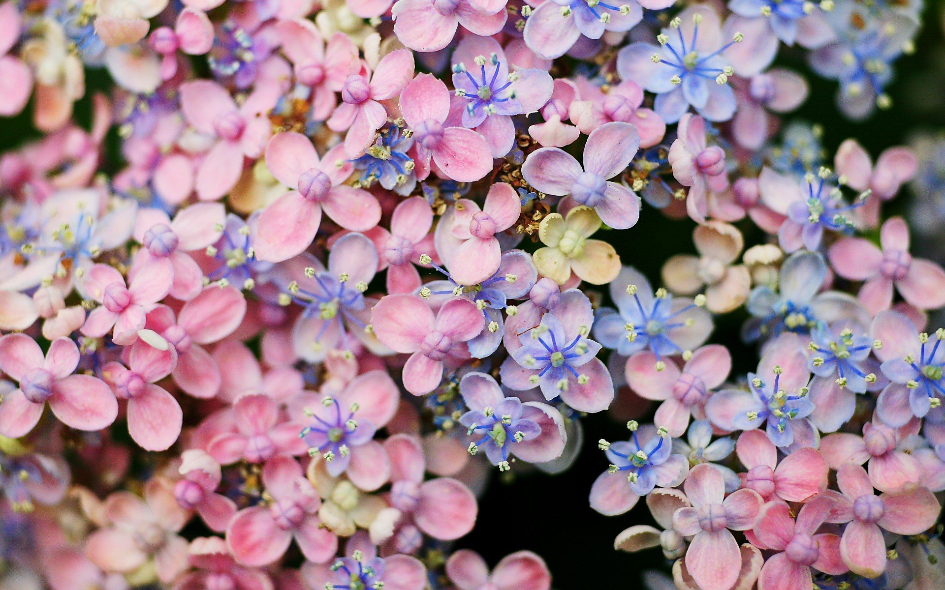 小清新,唯美,娇艳欲滴,花儿,春天,温暖,温馨一刻,清新淡雅,鸟语花香