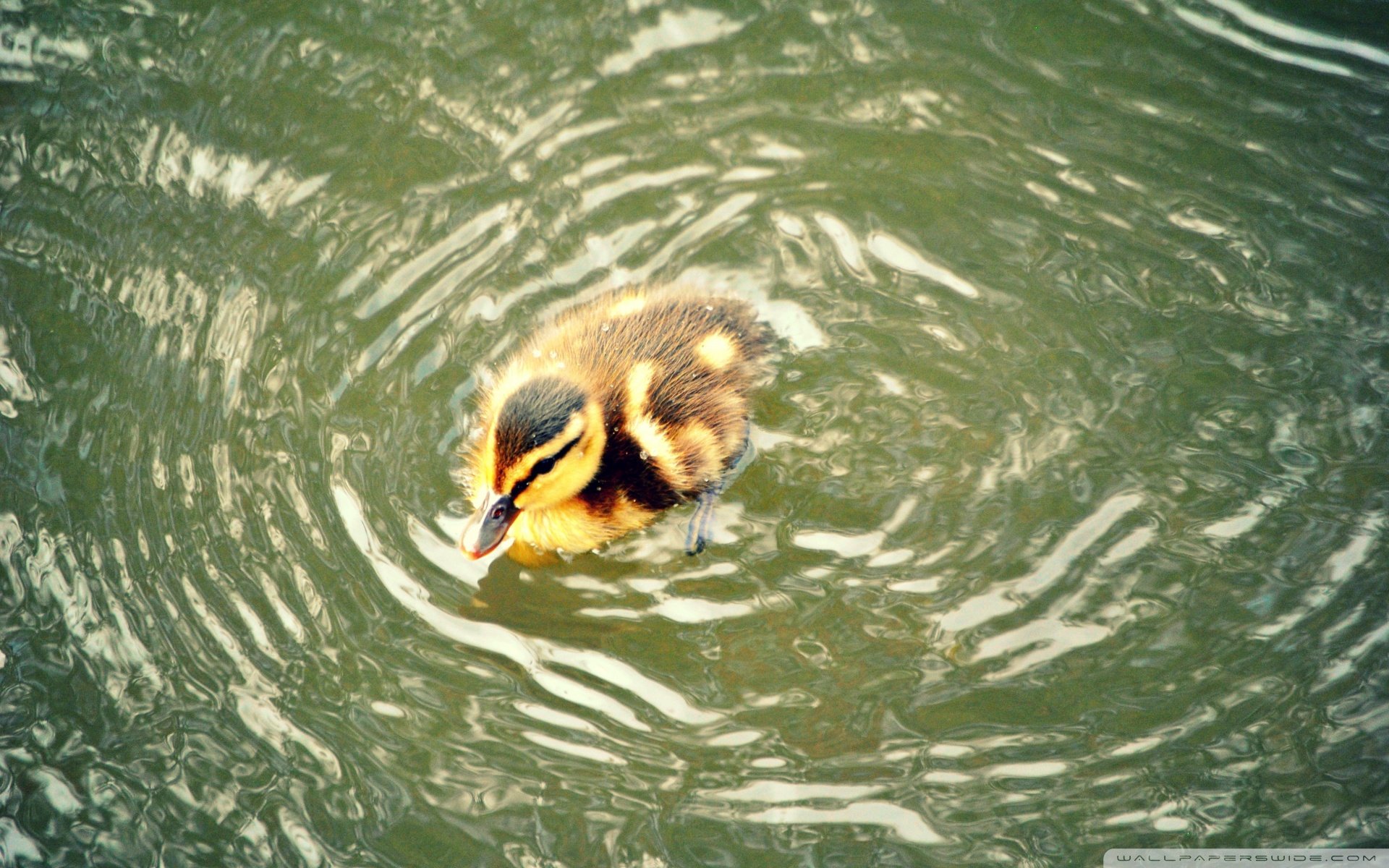 动物,野生动物,大自然,鸭子,戏水
