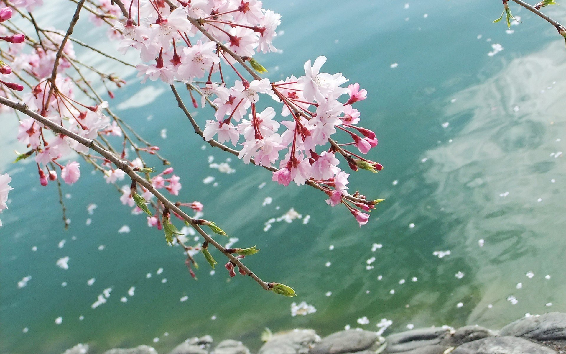 小清新,唯美,娇艳欲滴,花儿,春天,温暖,温馨一刻,清新淡雅,鸟语花香