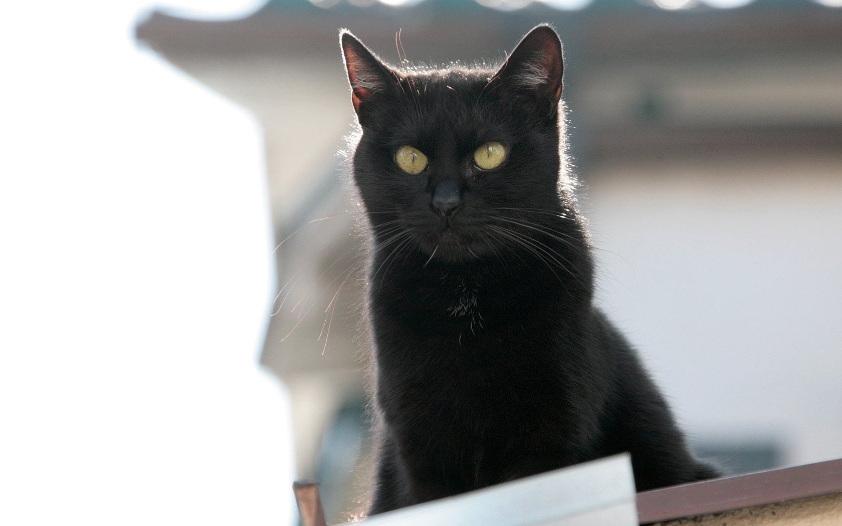 萌宠,动物,萌,可爱,宠物,古灵精怪,卖萌图,猫,喵星人