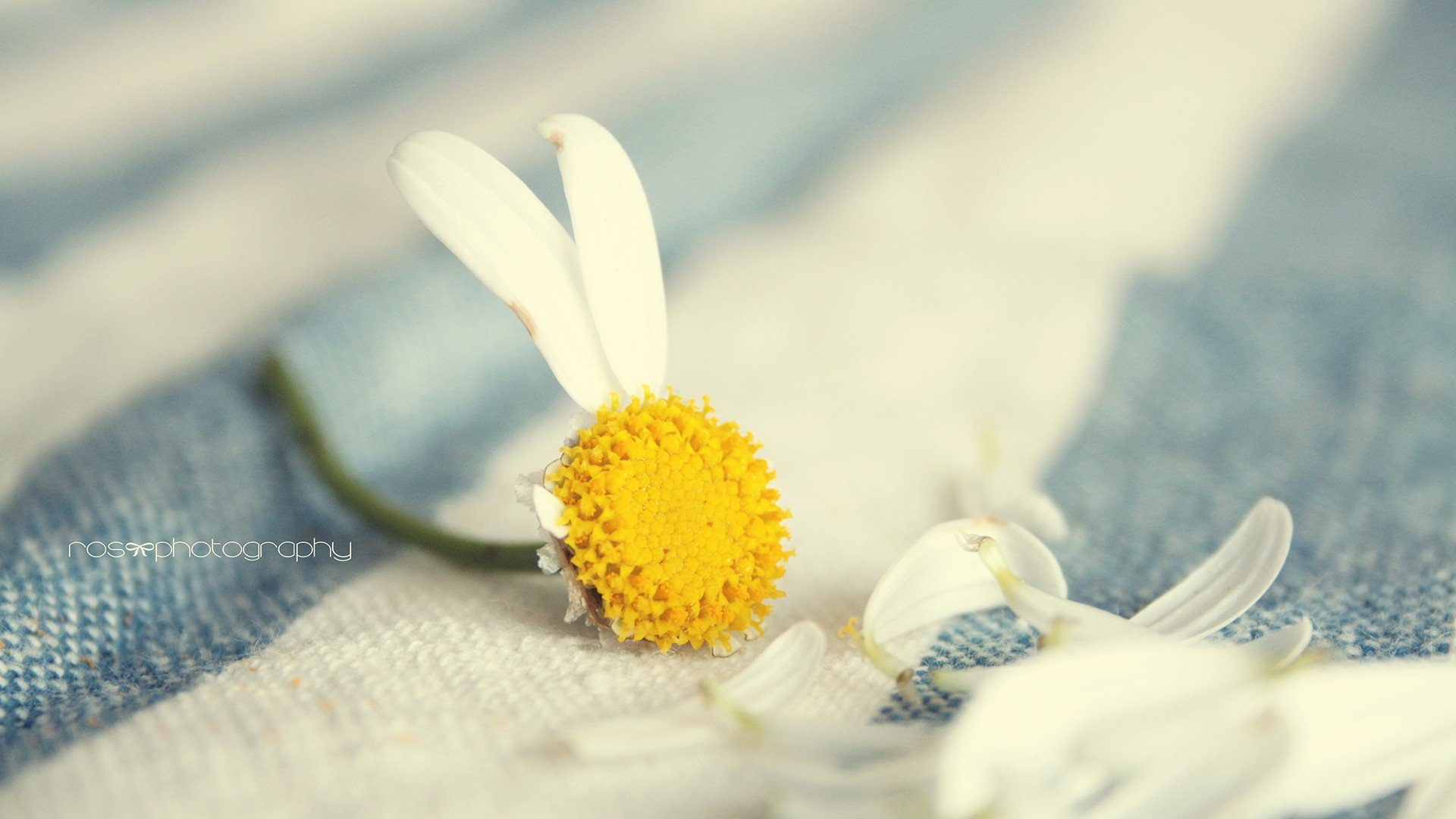 小清新,唯美,温暖,安静