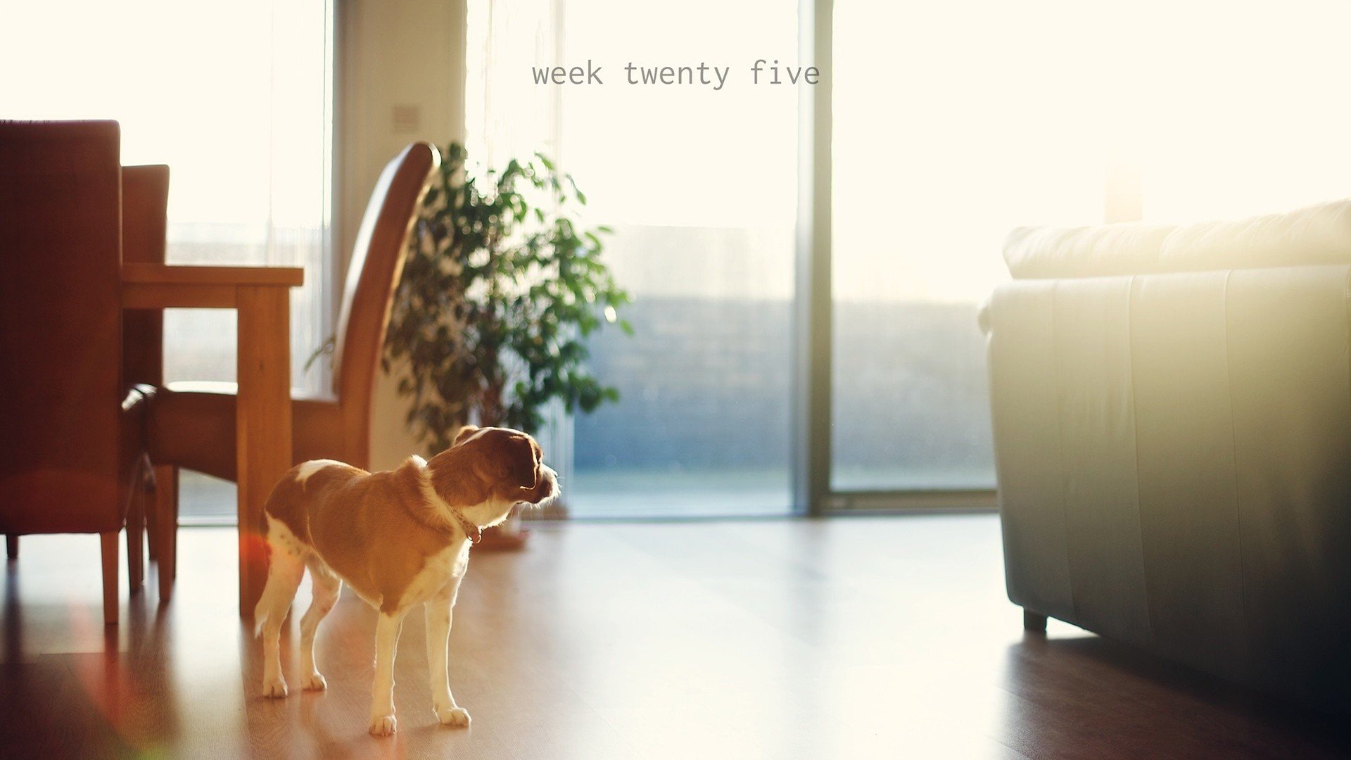 萌宠,动物,萌,可爱,宠物,古灵精怪,卖萌图,狗,汪星人