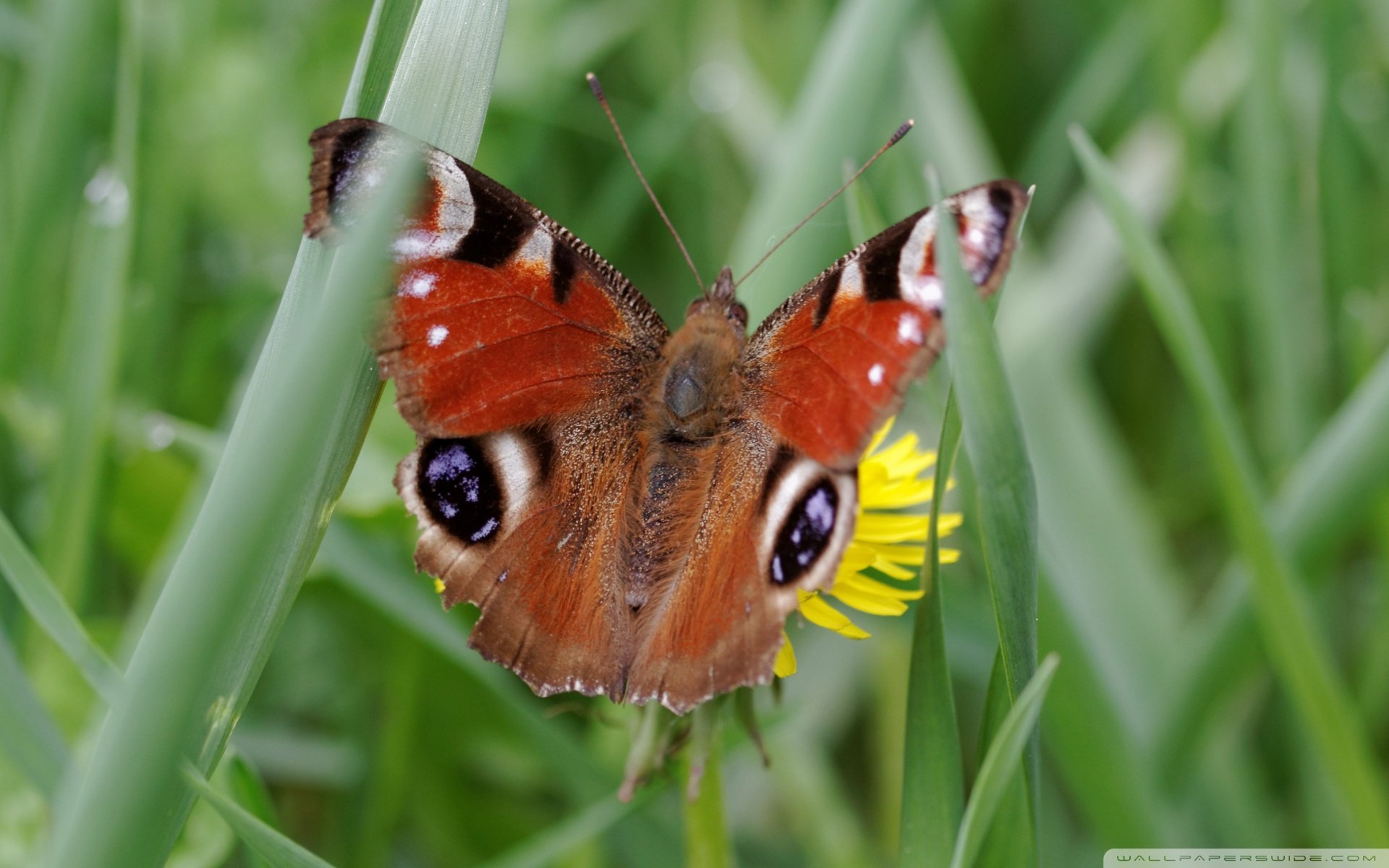小清新,唯美,娇艳欲滴,花儿,春天,温暖,温馨一刻,清新淡雅,鸟语花香
