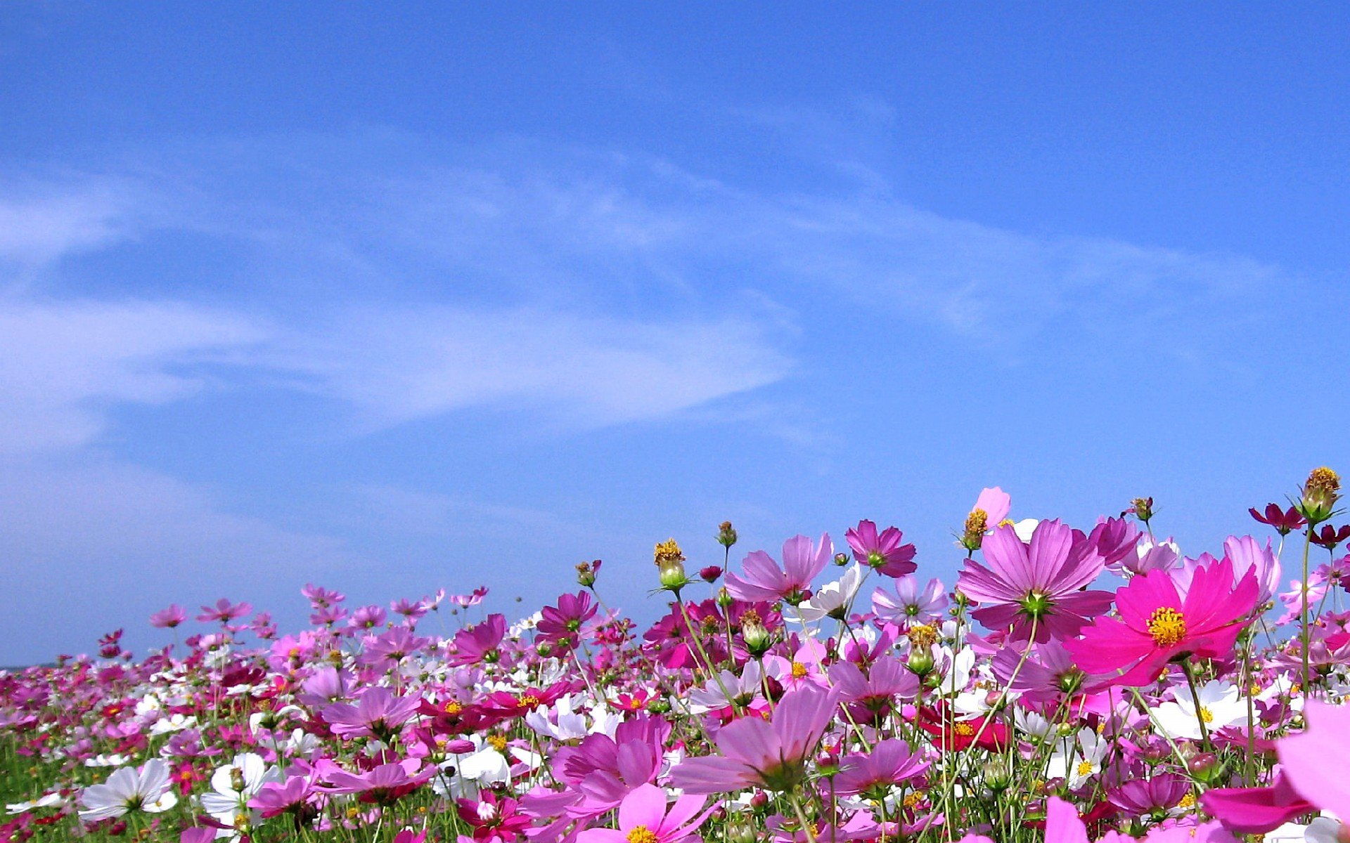 小清新,唯美,娇艳欲滴,花儿,春天,温暖,温馨一刻,清新淡雅,鸟语花香