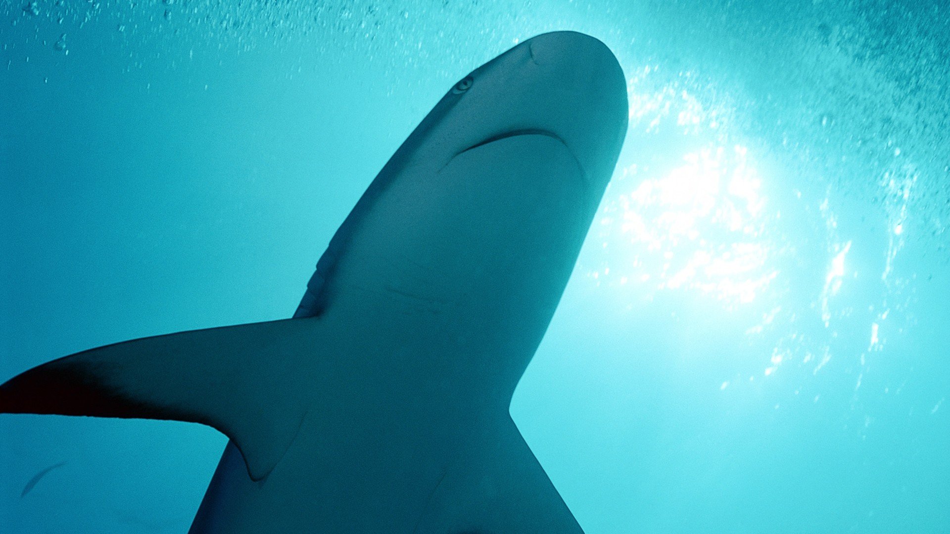 动物,野生动物,大自然,鲨鱼