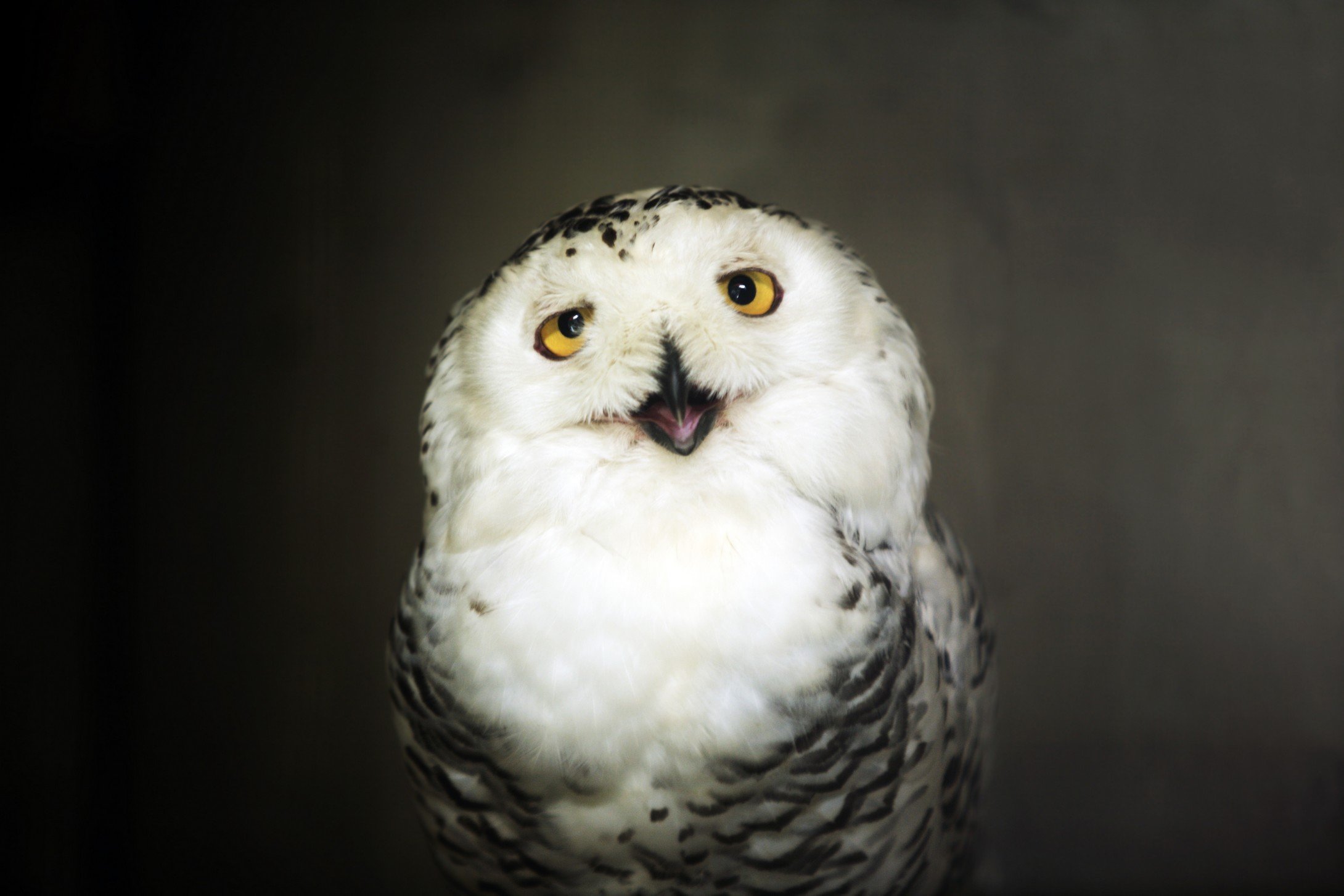 动物,野生动物,大自然,猫头鹰,卖萌图